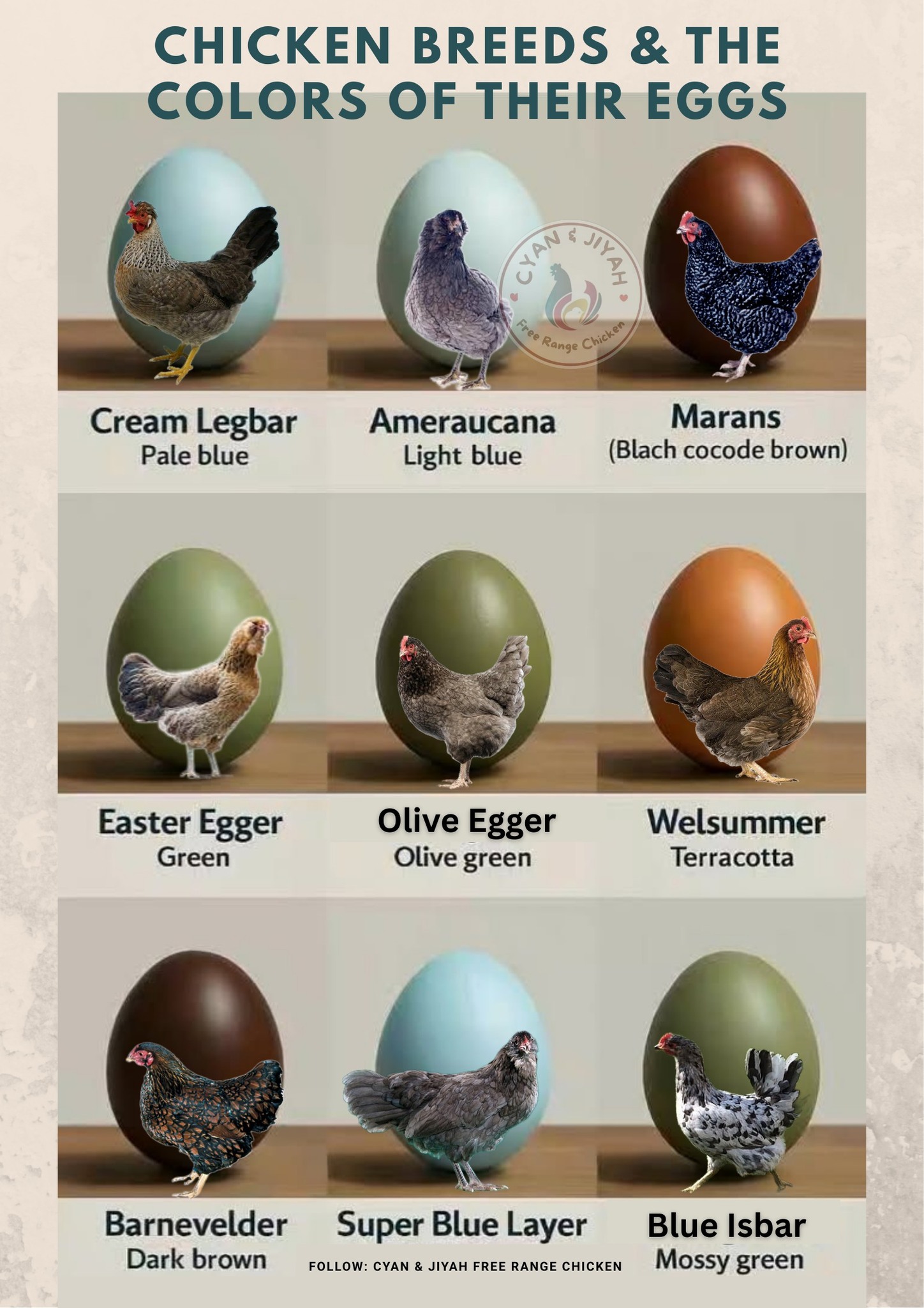 chicken-breeds-and-the-cyan-jiyah-free-range-chicken-facebook