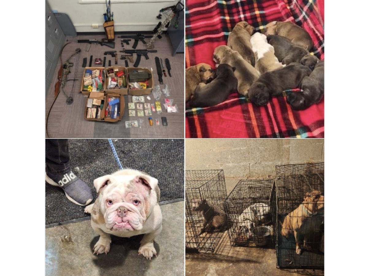Joliet - Police say a dog named Ramen and her nine young puppies, as ...
