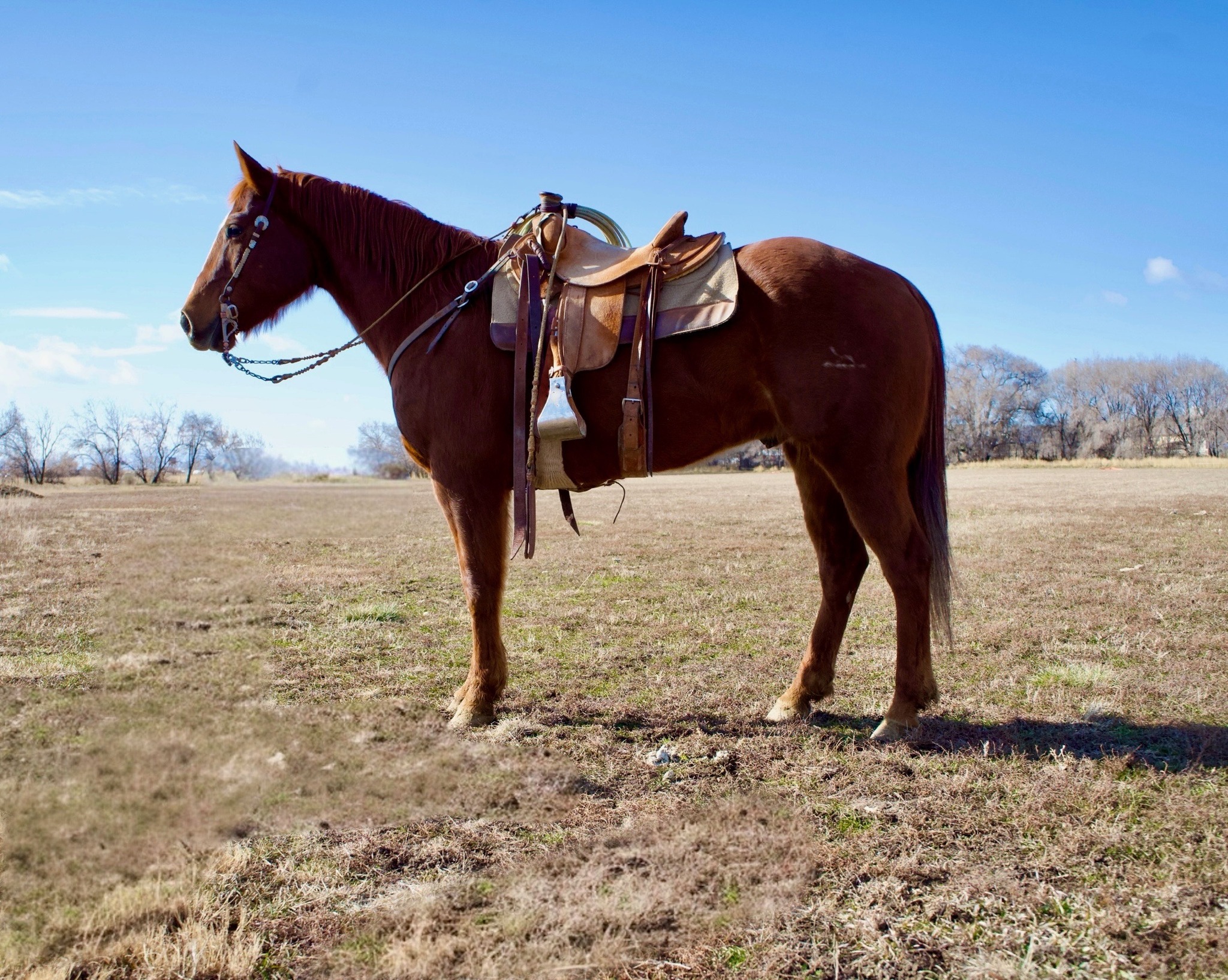 Introducing: OQH... - Winnemucca Ranch Hand Rodeo Weekend | Facebook