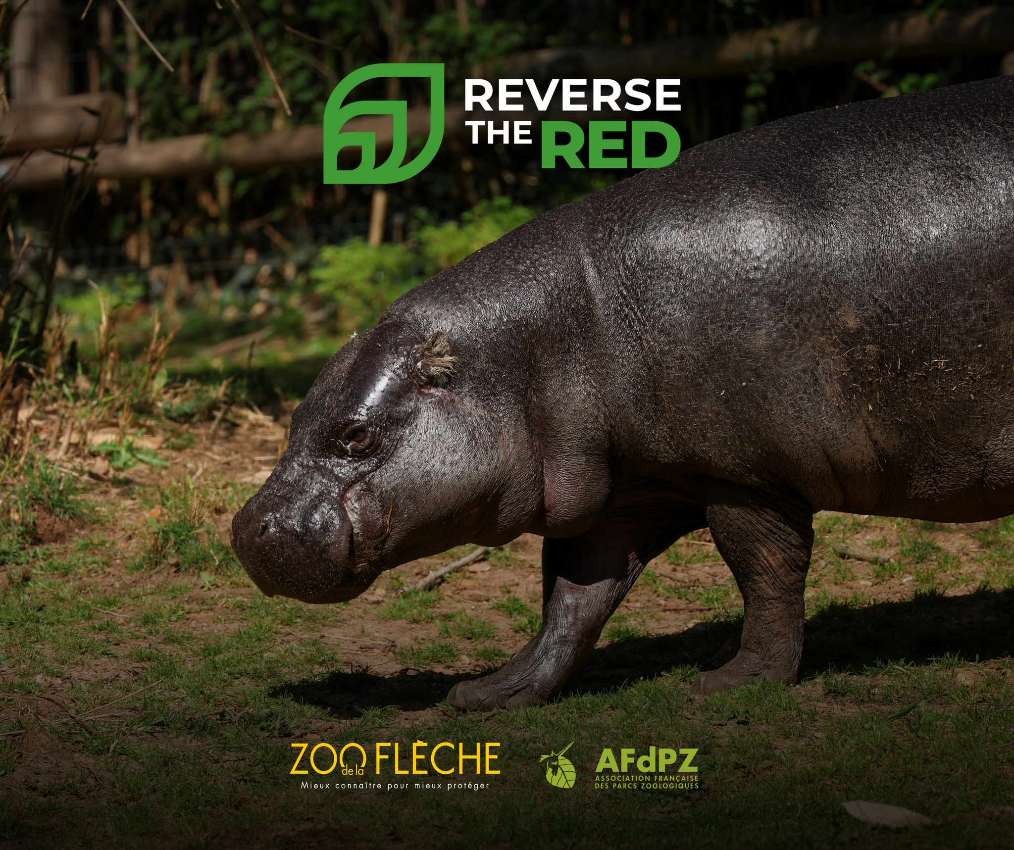 Zoo - [Comprendre la Liste rouge de l’UICN] La Liste rouge de l’UICN ...