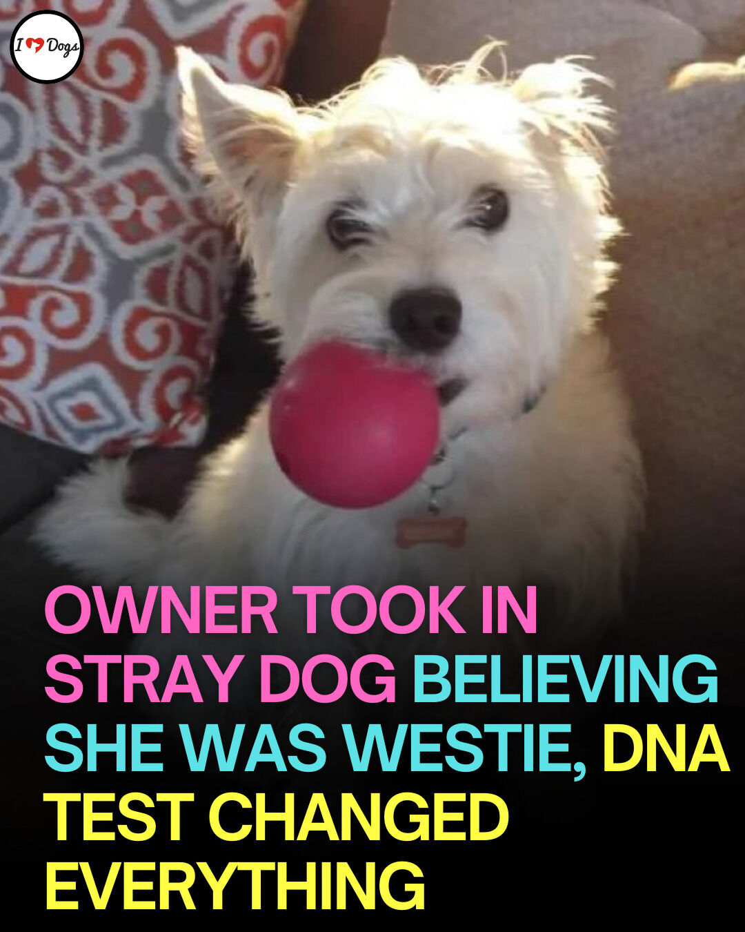 iHeartDogs - After rescuing a small white dog following a hurricane, a ...
