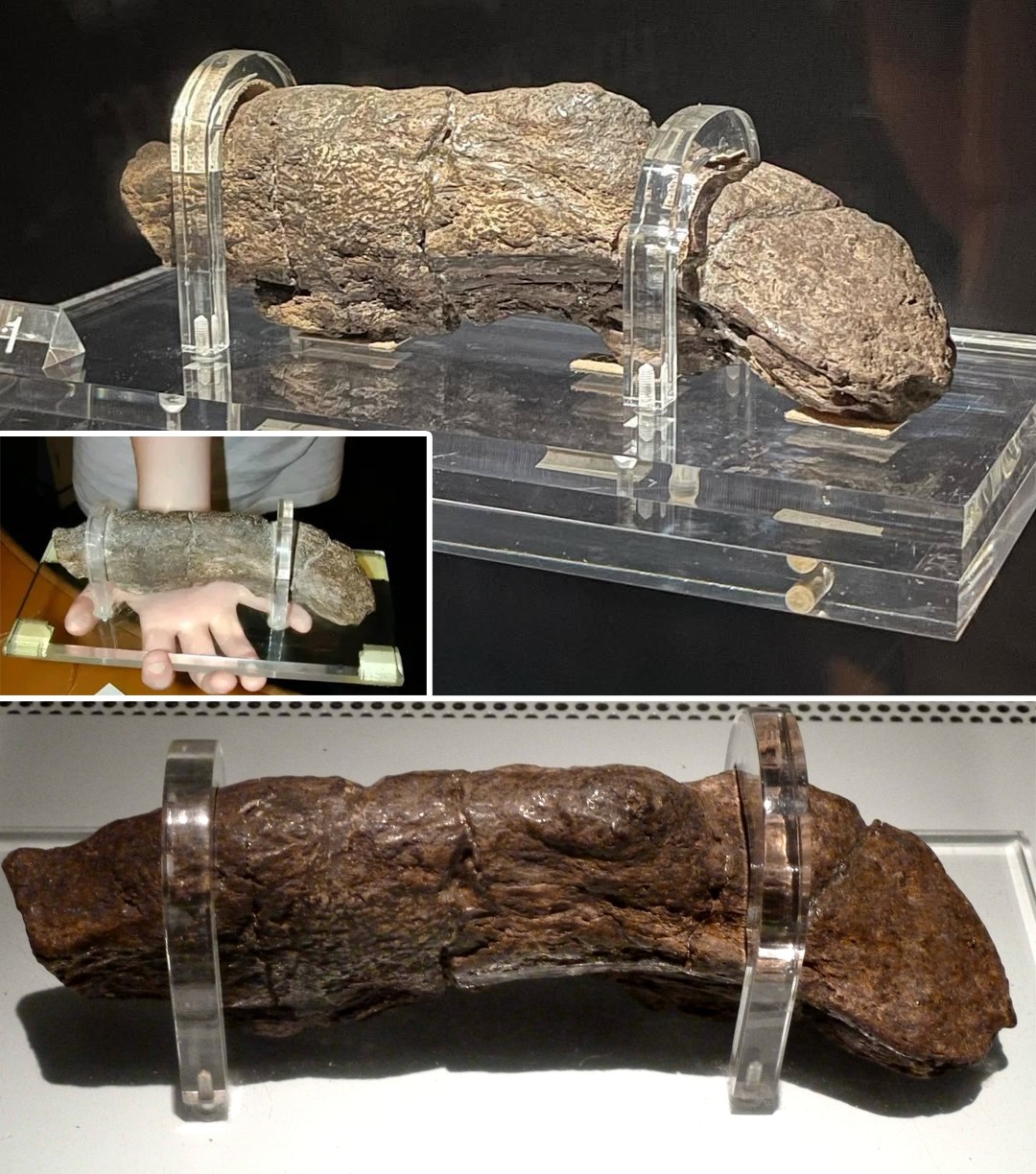Life - A 1,200-year-old piece of… Viking poop has become one of the ...