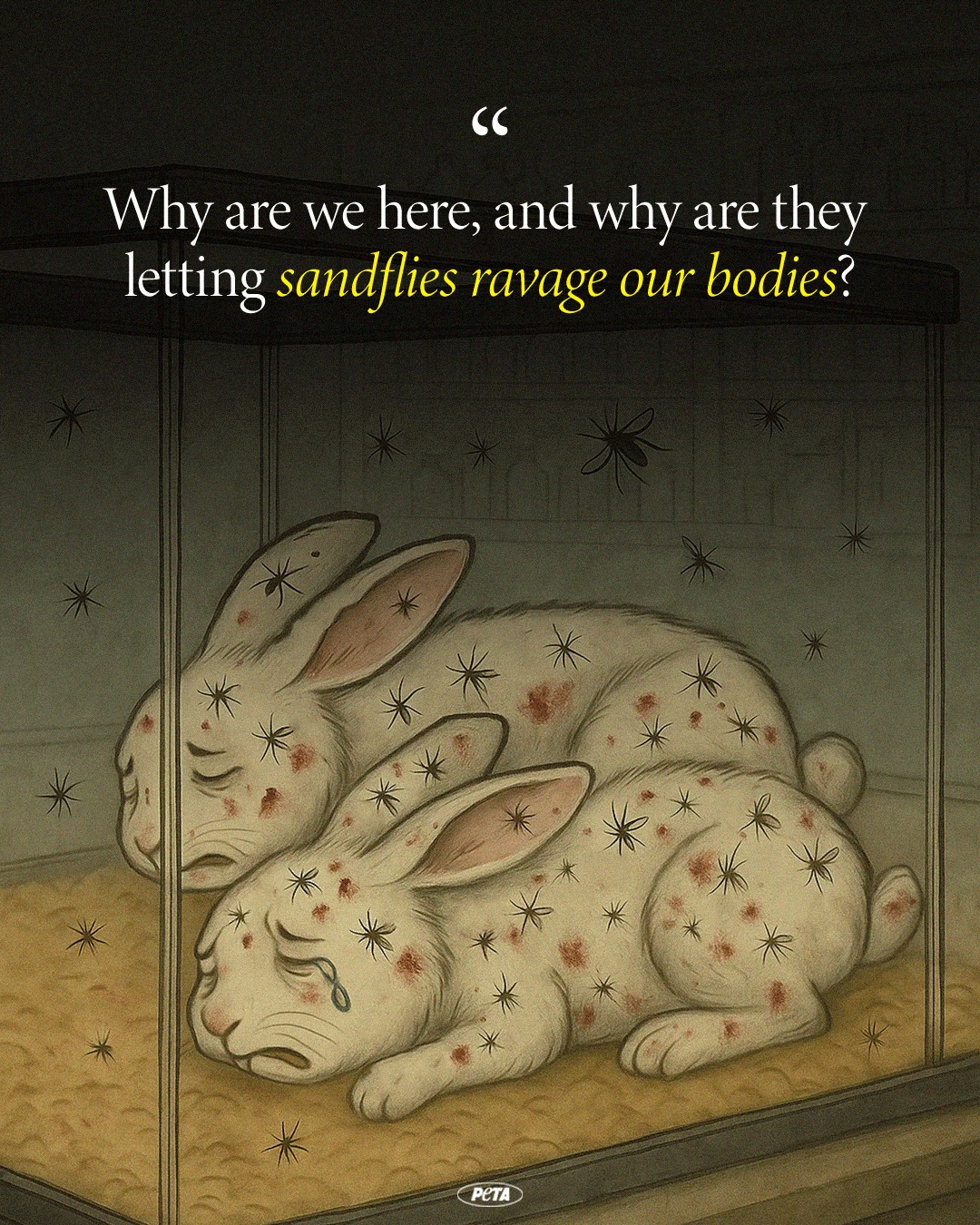 PETA - Did you know that U.S. tax dollars PAID to have rabbits used as ...