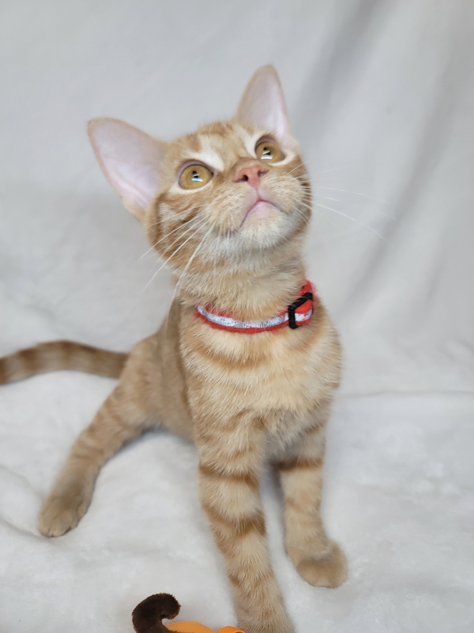 Yuba Sutter SPCA - Adopted | Facebook