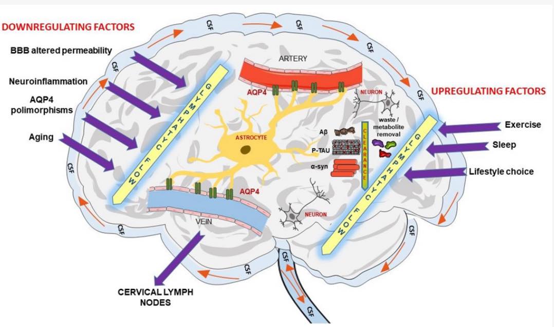 The Functional - 💧🧠 THE GLYMPHATIC SYSTEM — THE BRAIN’S NIGHTLY “CLEAN ...