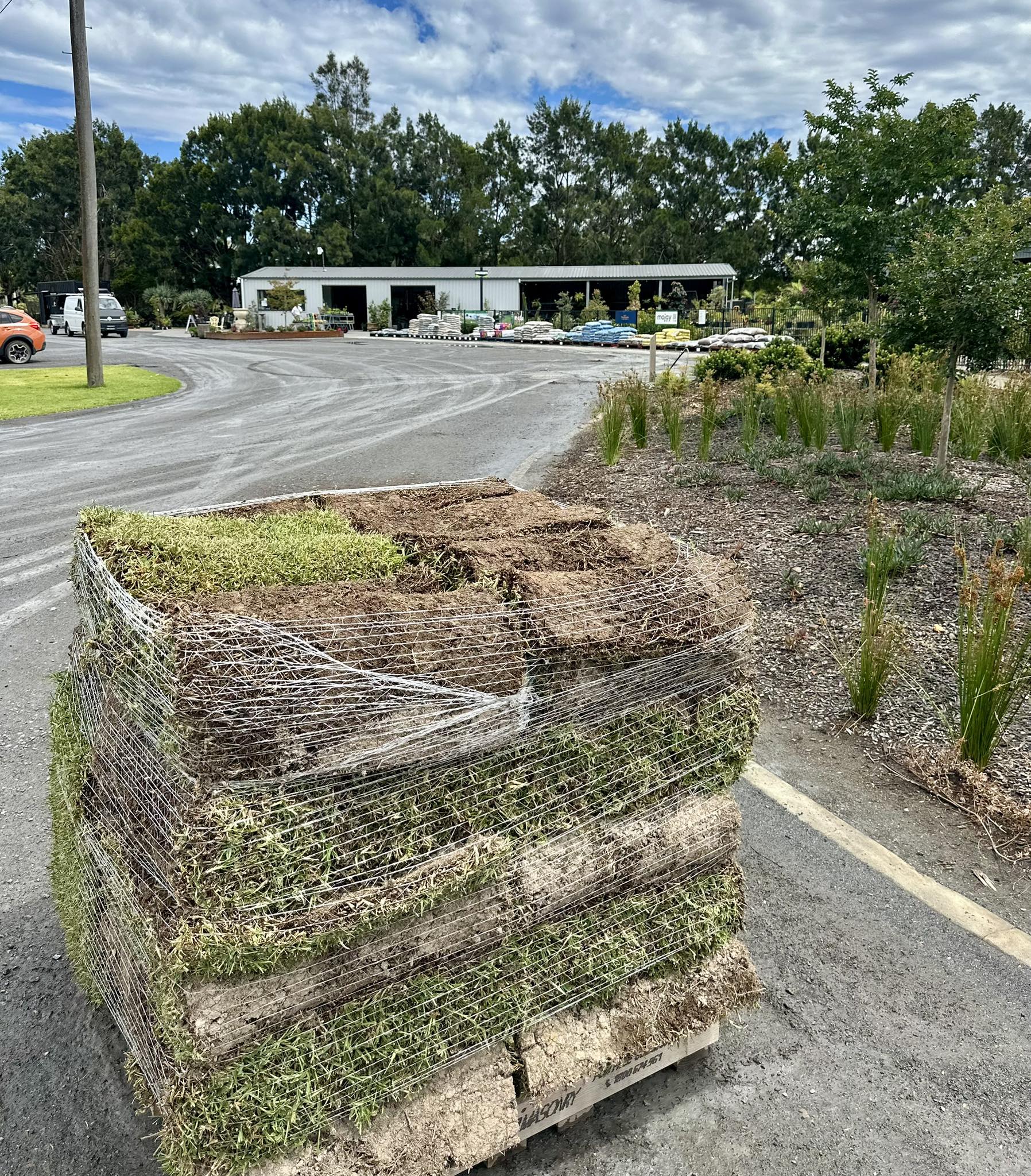 Sir Walter Buffalo Turf... - Port Landscape and Nursery | Facebook