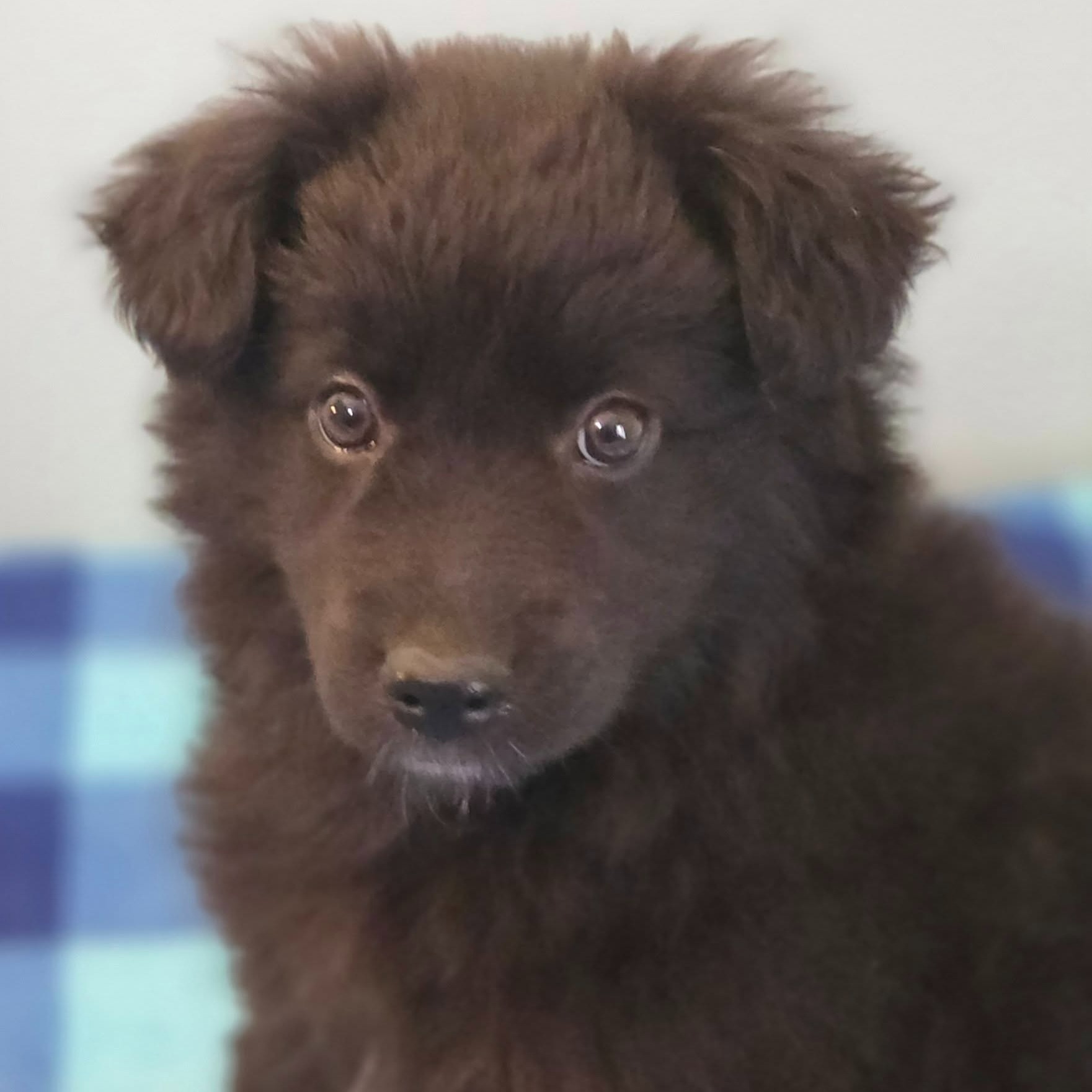 Fur Fun Rescue - Meet Amy 💗 Amy is one of seven puppies... | Facebook