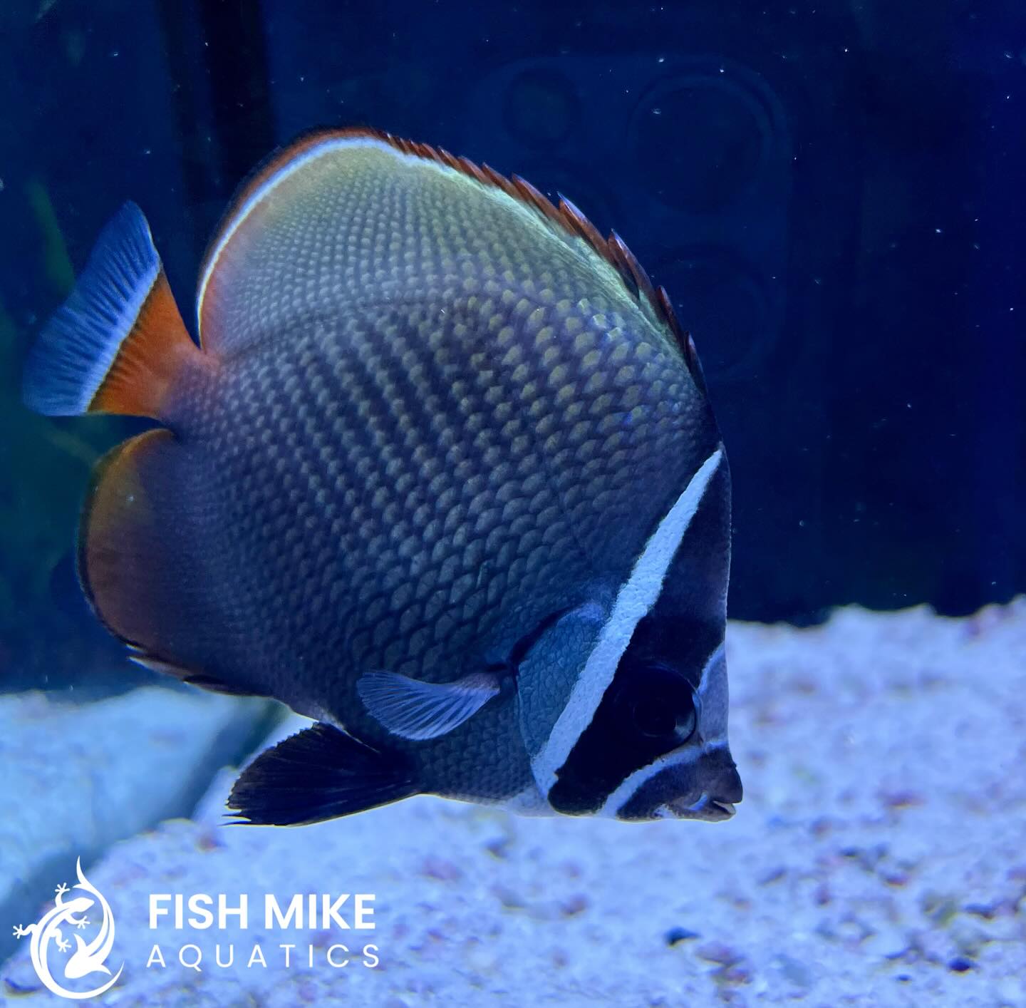 Fish Mike Aquatics | Manchester NH