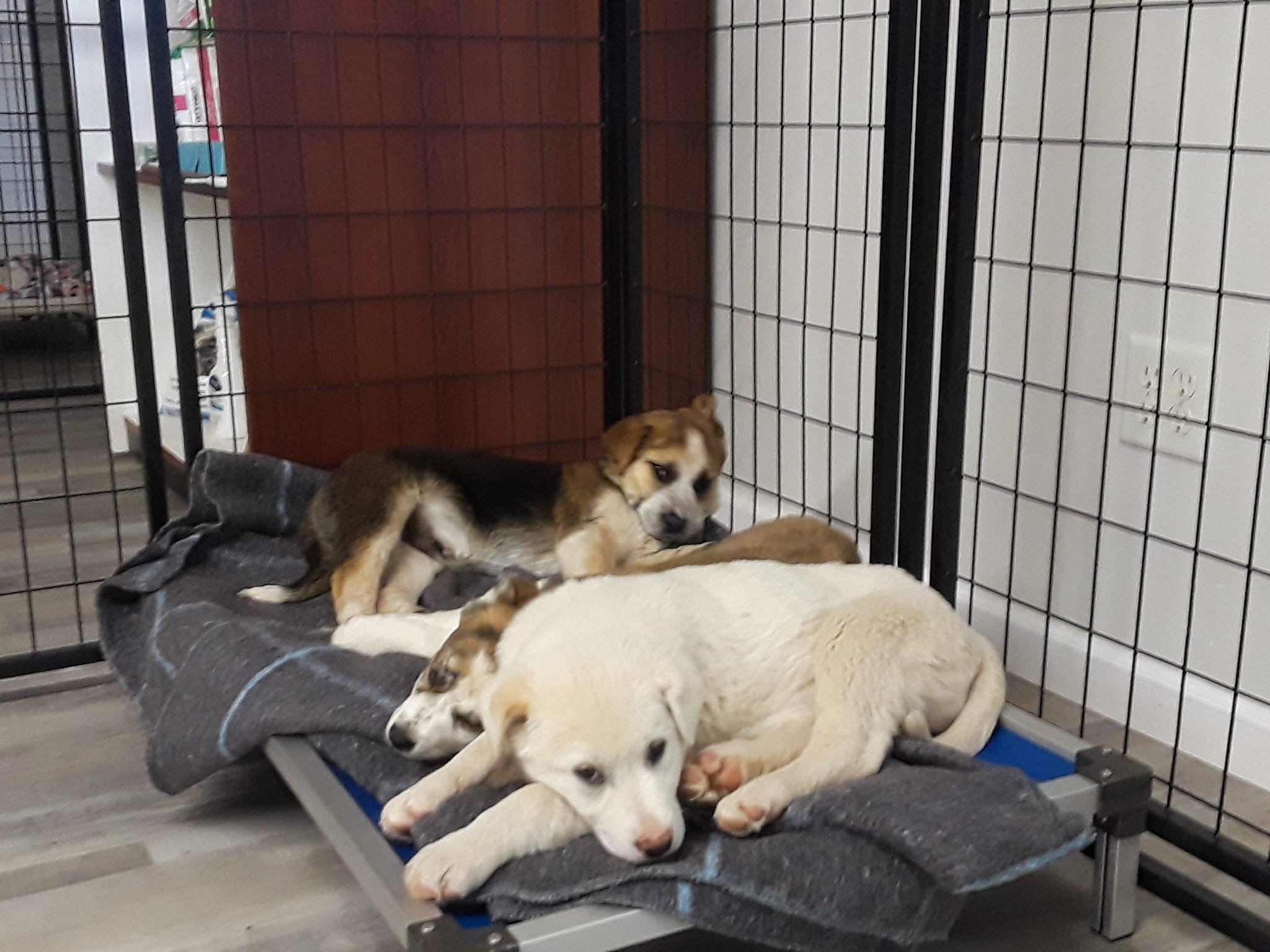 Denkai Thrift Store & Pet... - Adopt Don't Shop -HELP & Share