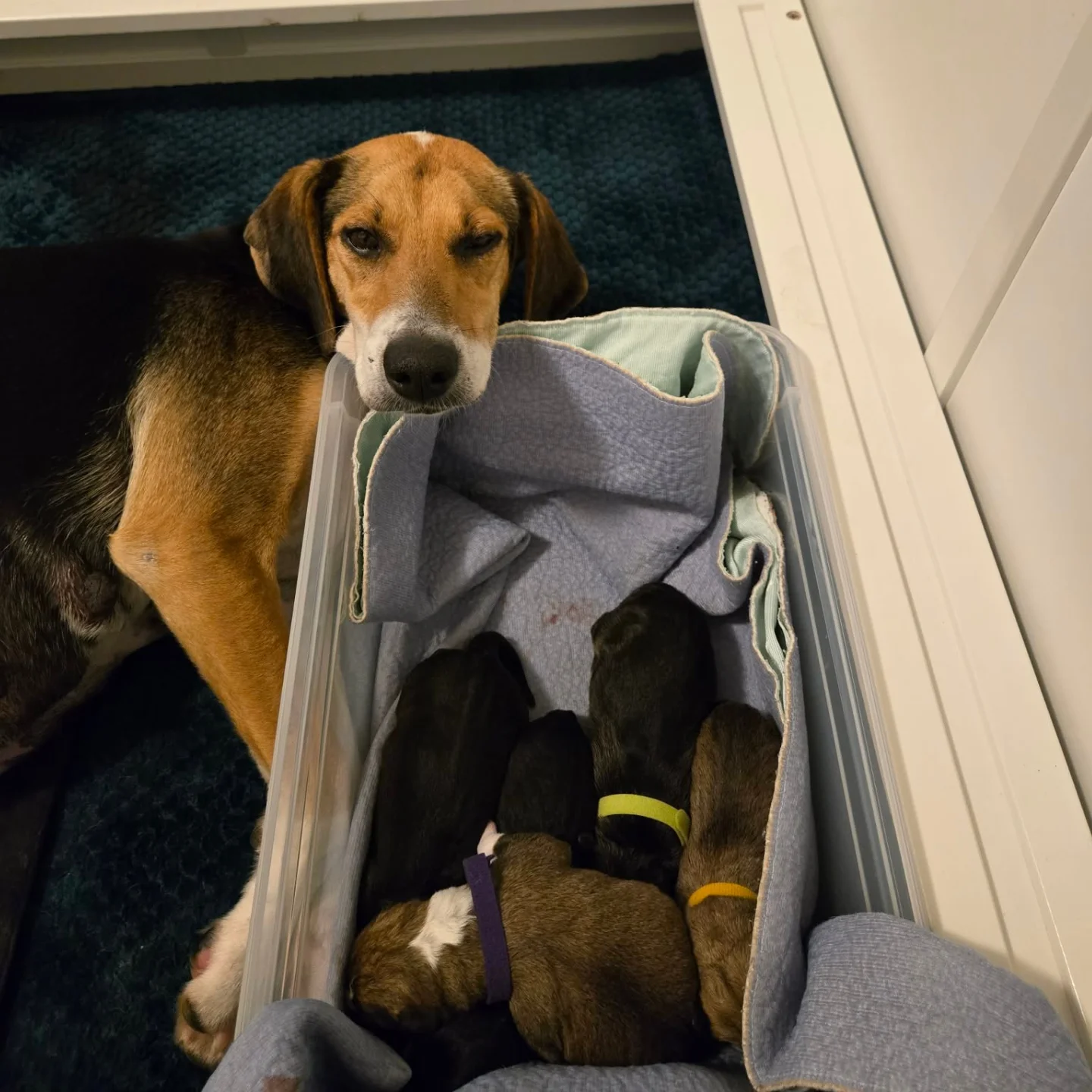 Save Me Rescue - We have some incredibly exciting news to... | Facebook