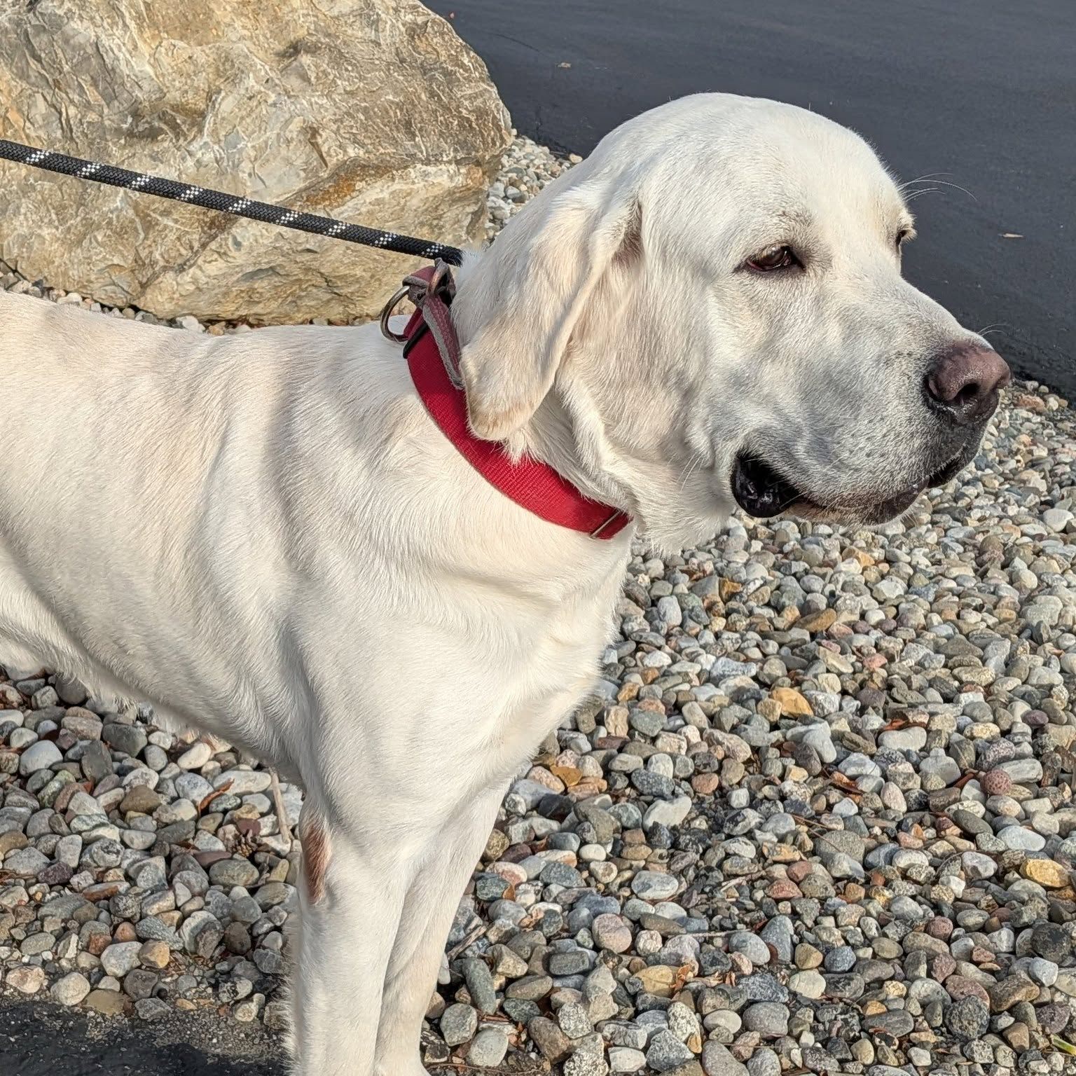 Jingles has been... - Brookline Labrador Retriever Rescue | Facebook