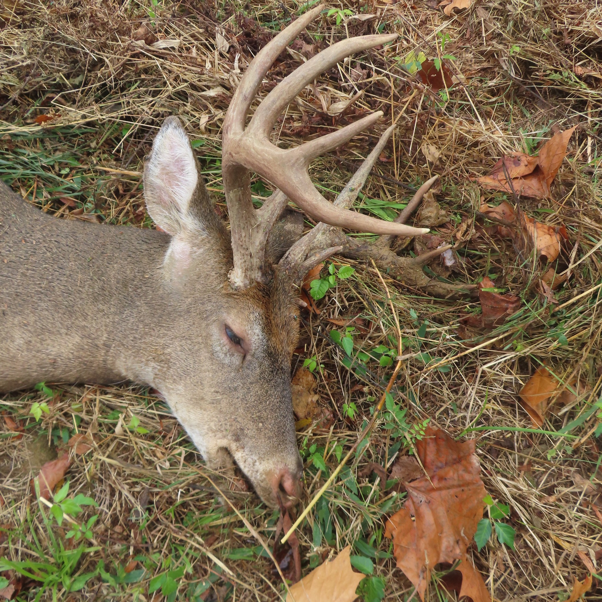 M. R. - DEAD DEER UPDATE -- The Hoosier deer biologist said the buck ...