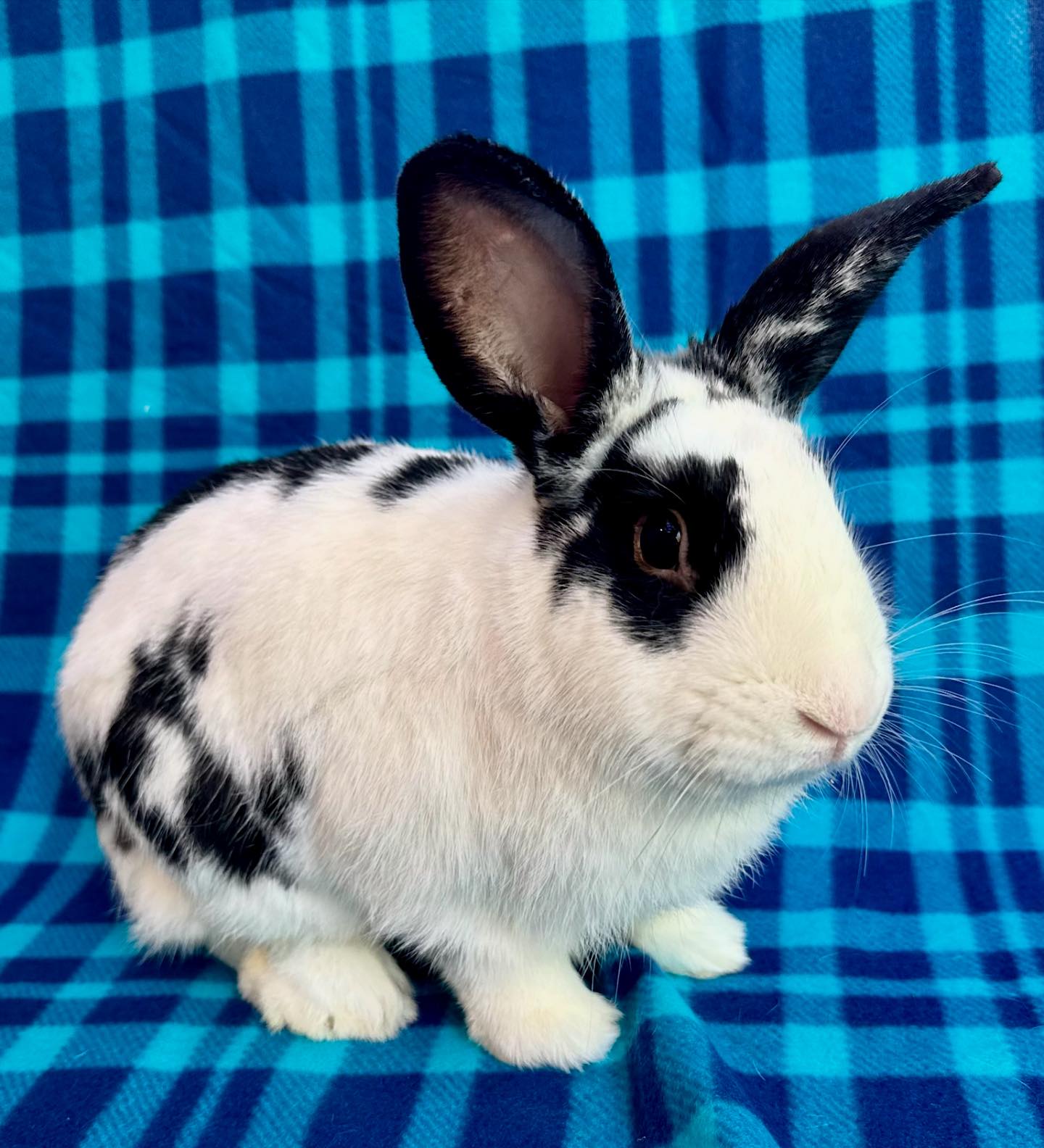Gainesville Rabbit Rescue - Roxanne went into her new carrier saying ...