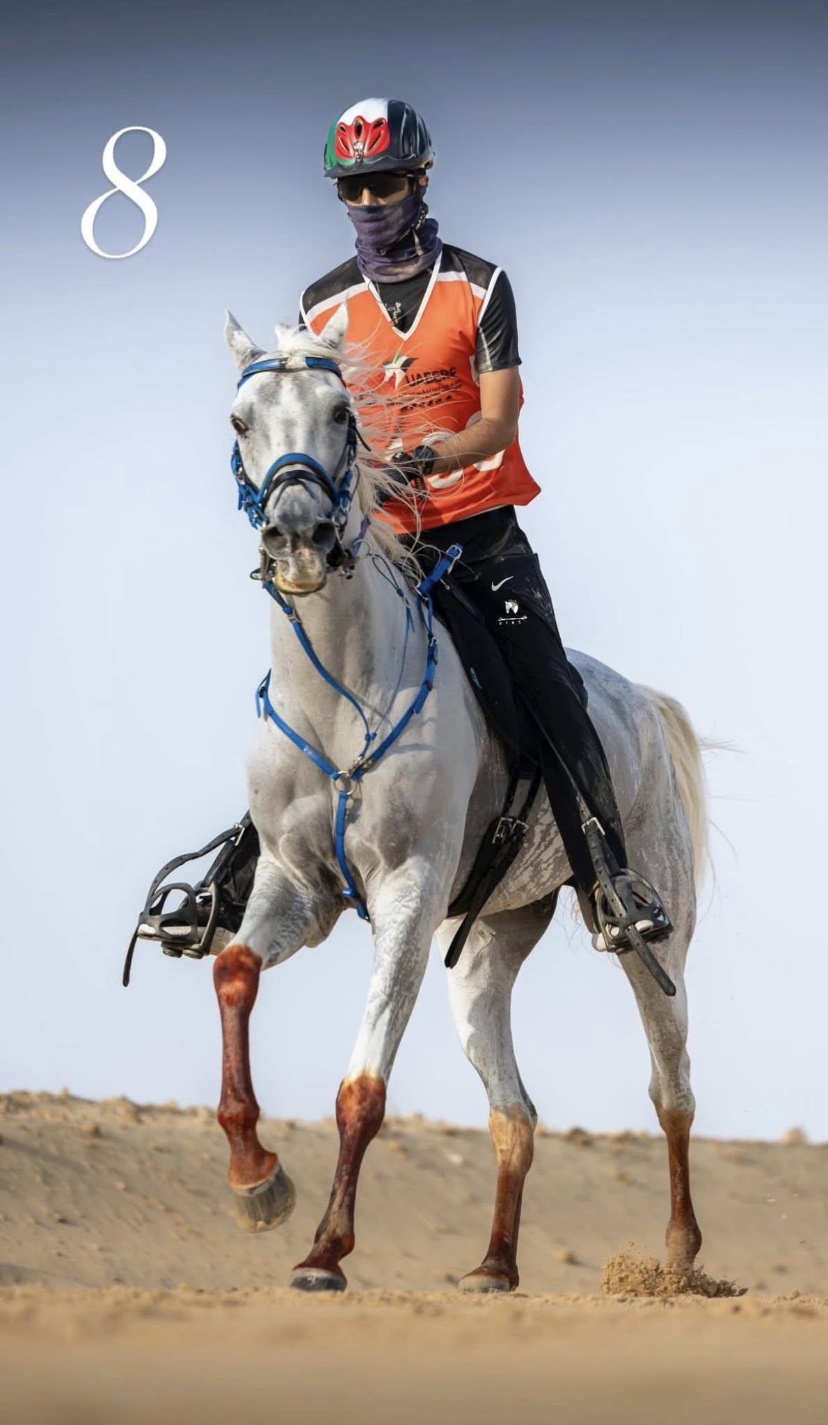 Al HFIFA Arabians