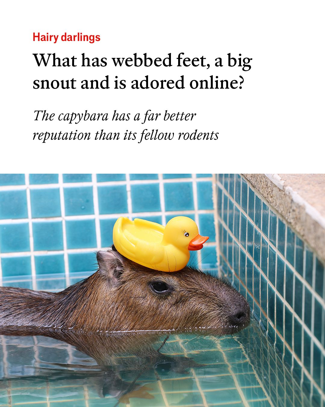 The Economist - The capybara has become something of a... | Facebook