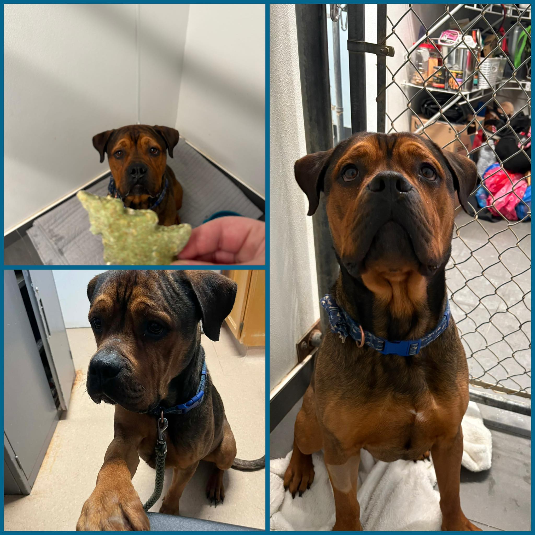 SPCA - Meet Max, a charming 3-year-old Rottweiler mix looking for his ...