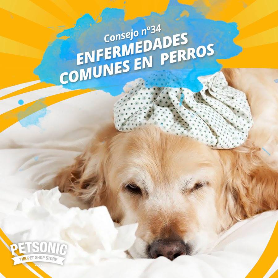 Petsonic - Enfermedades comunes en perros 😷 Las...