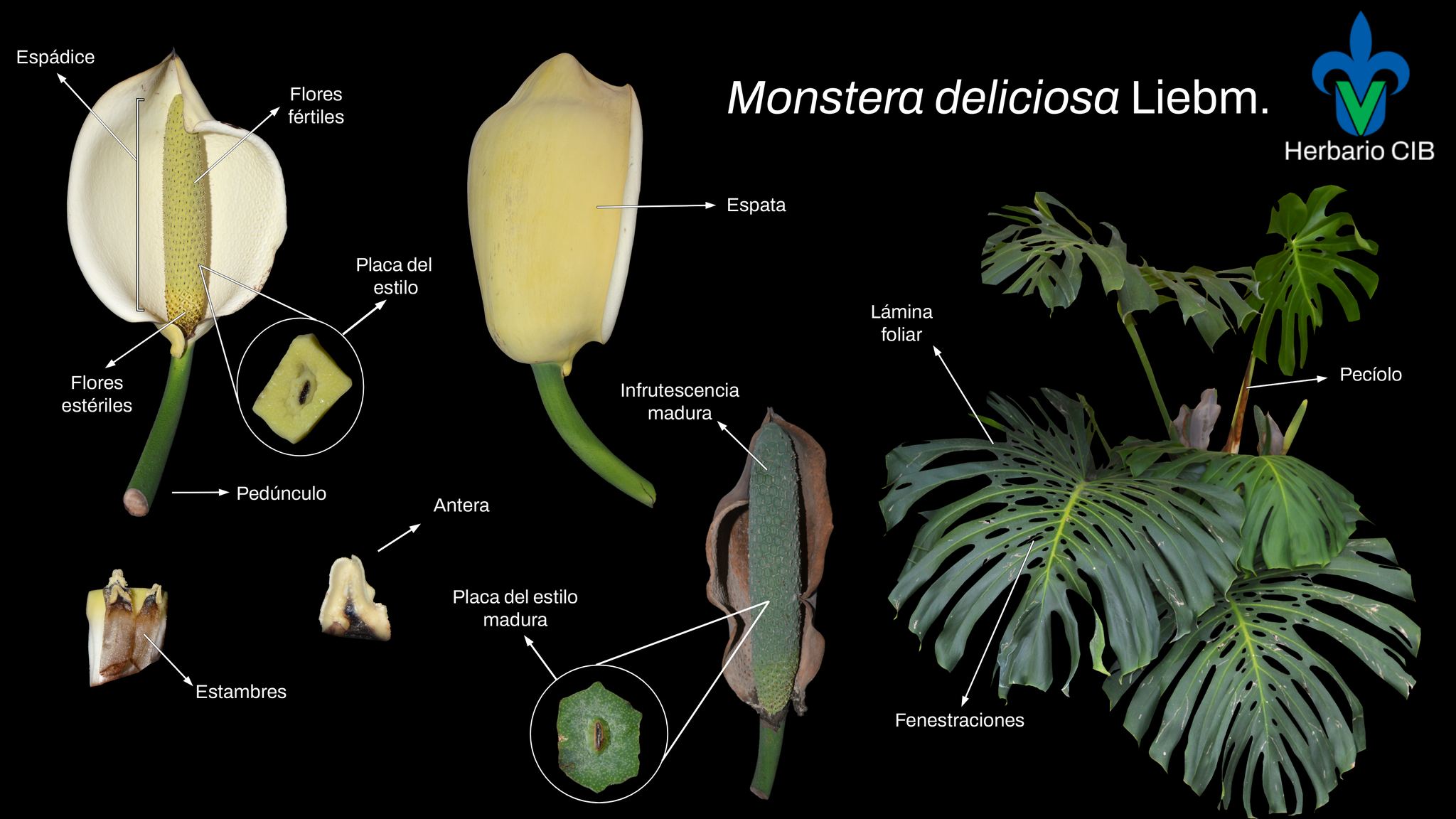 Herbario - Hoy los invitamos a conocer a la especie Monstera deliciosa ...