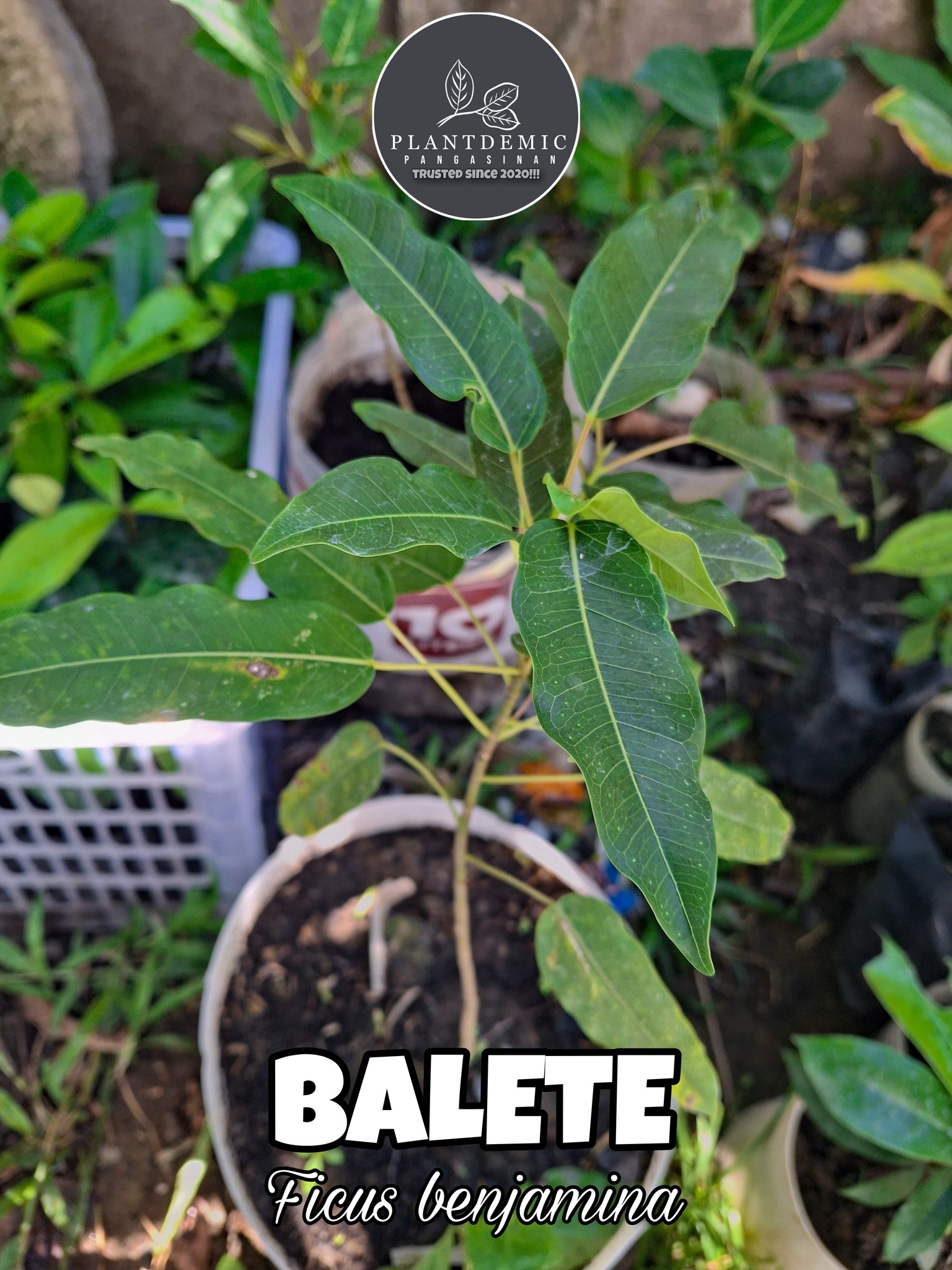 Balete trees, known in... - Plantdemic - Pangasinan | Facebook