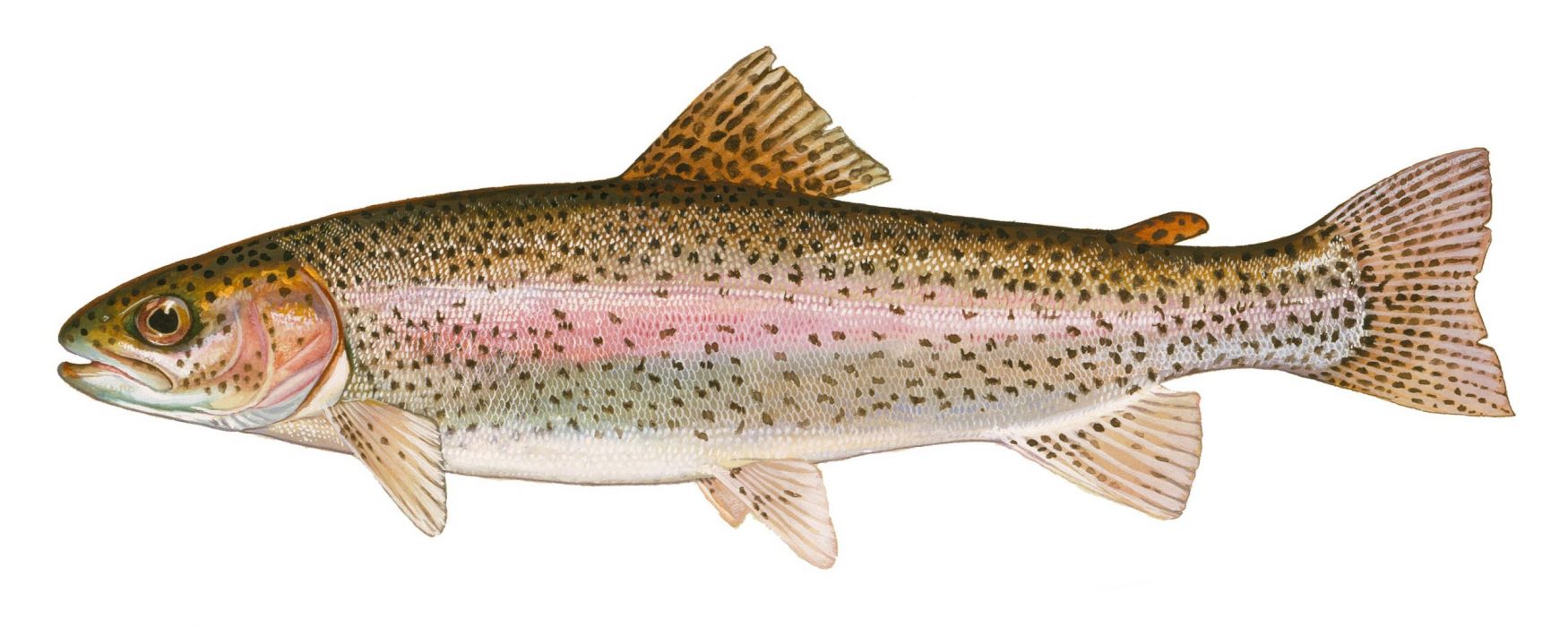 Delaware - Delaware’s 2026 downstate pond trout season will open for ...