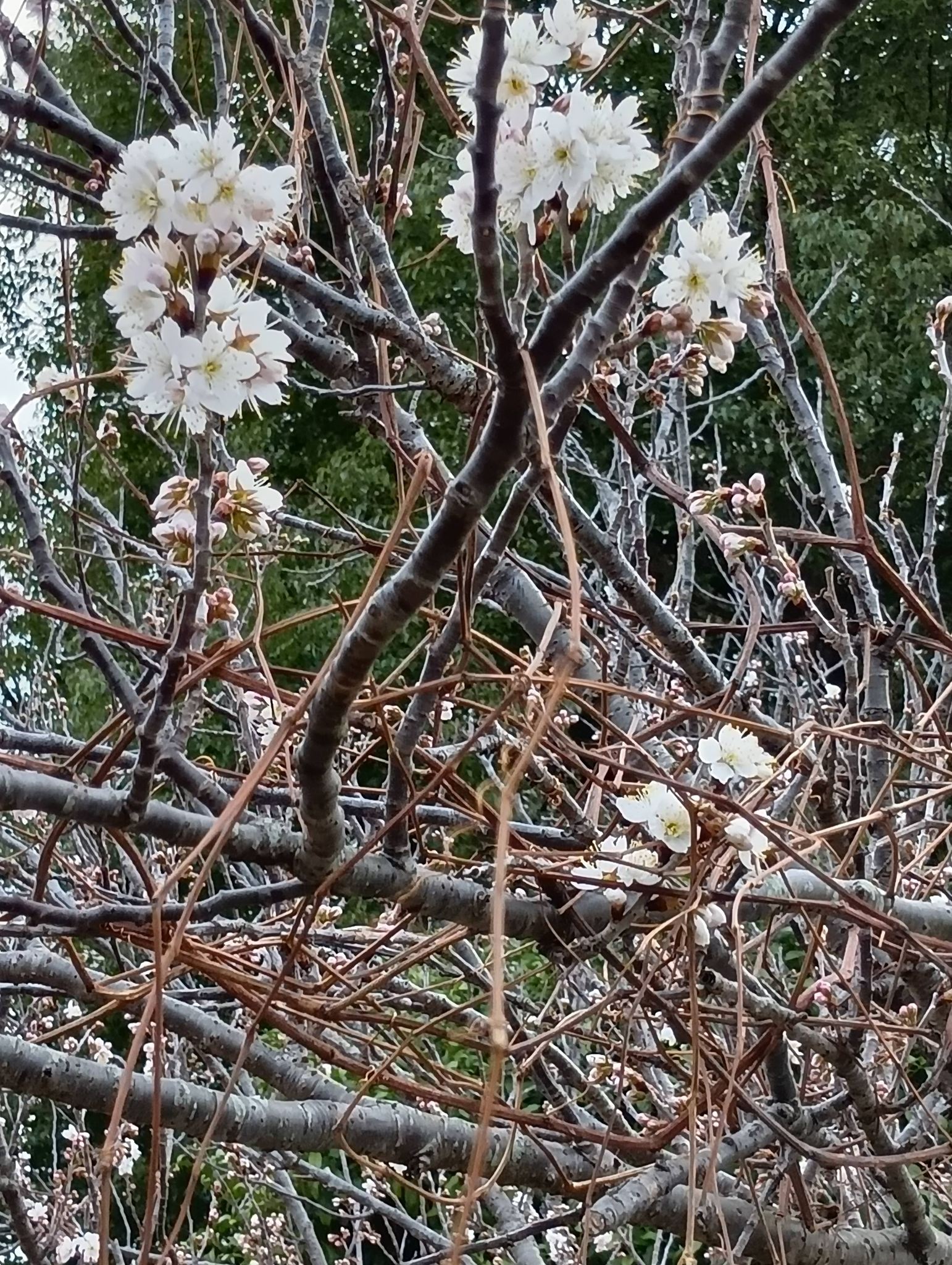 えもと きよひこ