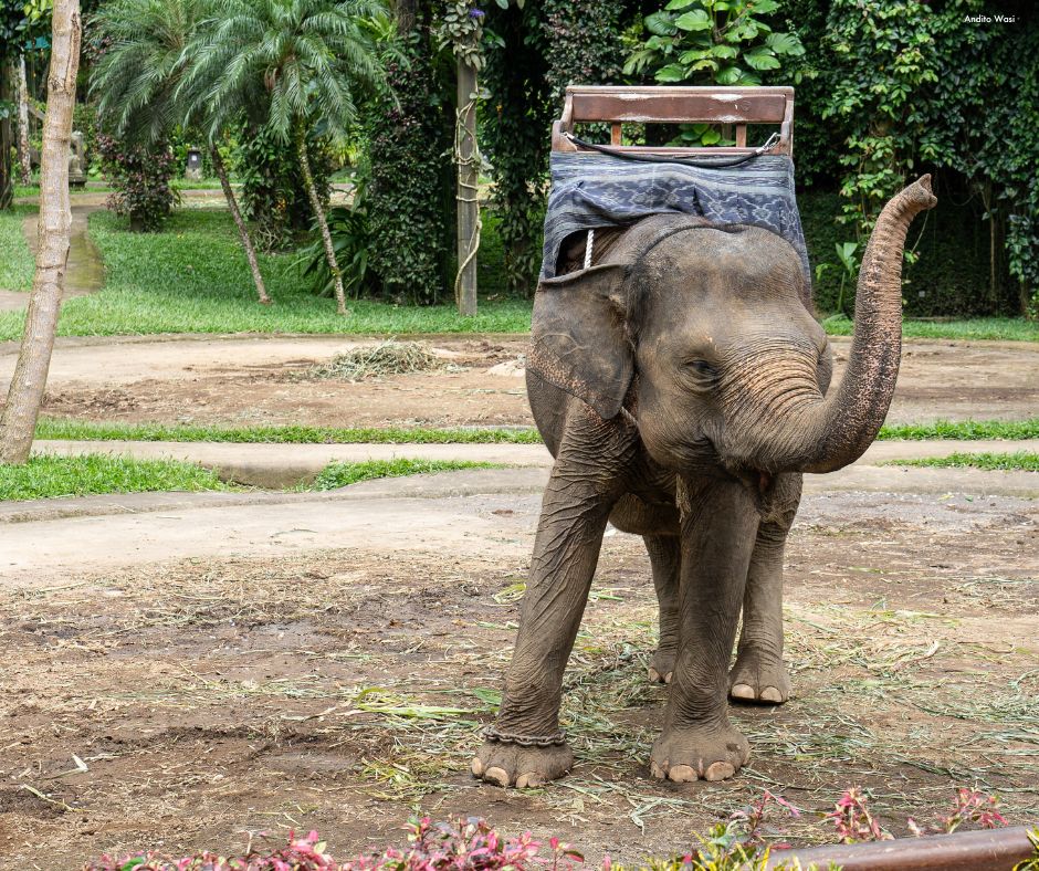 Indonesia has made history for... - World Animal Protection | Facebook