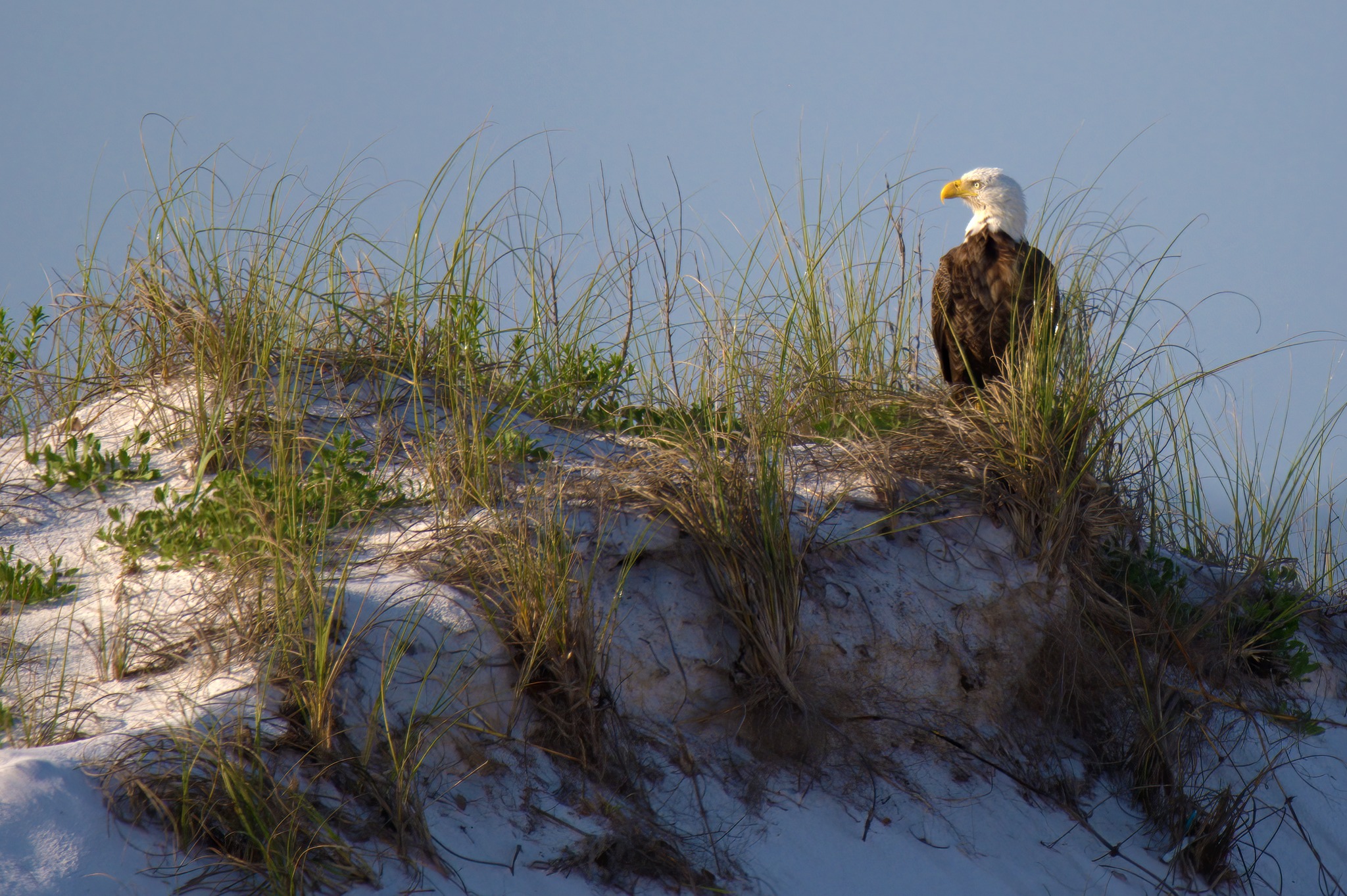 Gulf Islands National Seashore - The Advanced Redoubt of Fort Barrancas ...