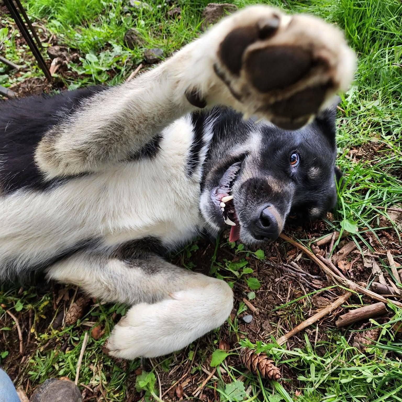 Hello Pitty Rescue | Tacoma WA
