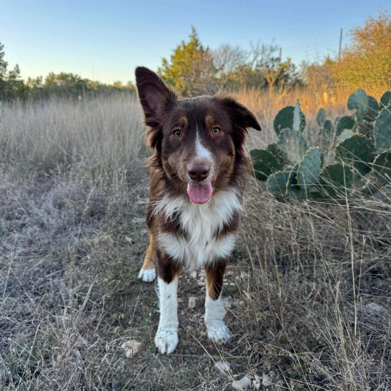 Lone Star Aussie Rescue added a... - Lone Star Aussie Rescue
