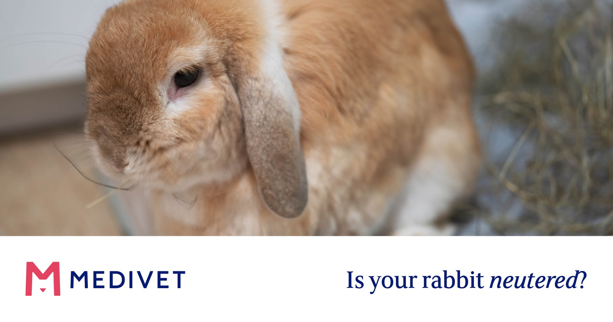 Medivet Newcastle-Under-Lyme - Rabbit neutering is a simple procedure ...