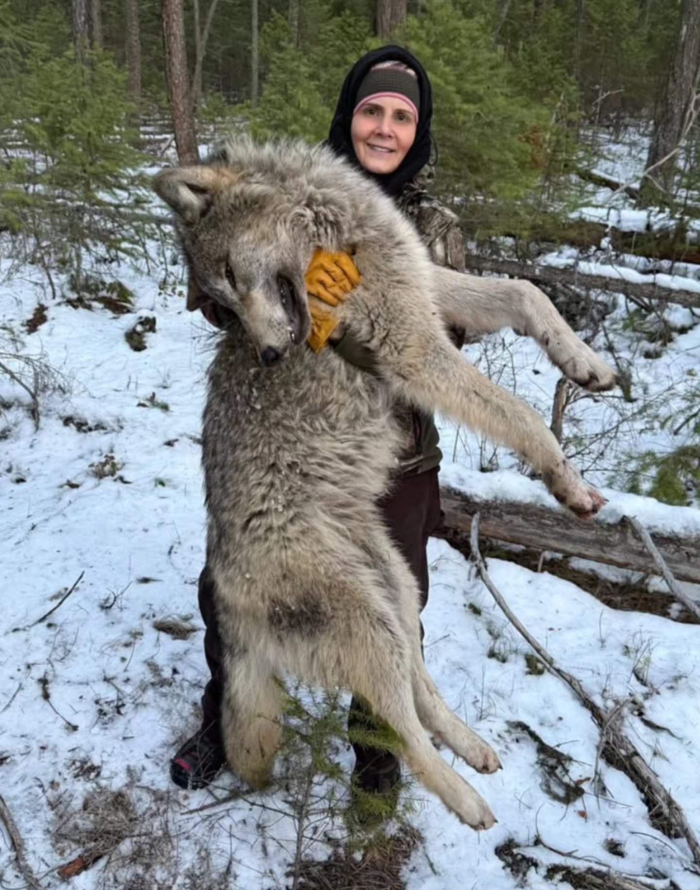 Montana - Wolves of the Rockies and Trap Free Montana Public Lands are ...