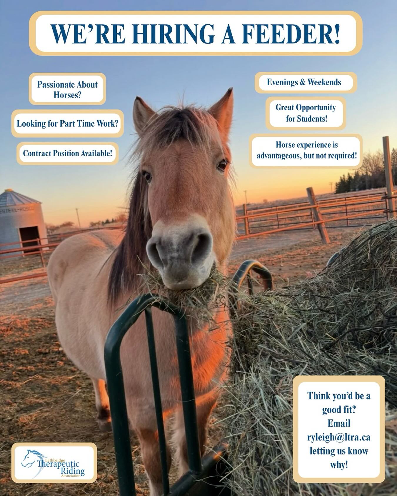 🤠🌟 Shoutout to... - Lethbridge Therapeutic Riding Association | Facebook