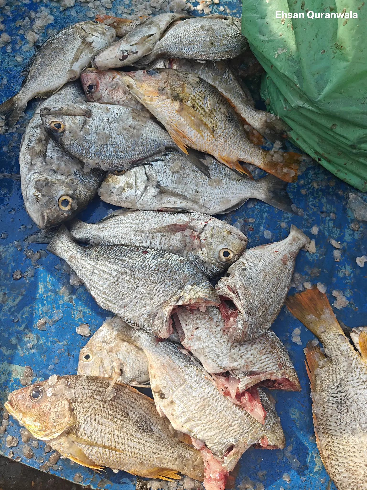 Weekly Fish Club | Karachi