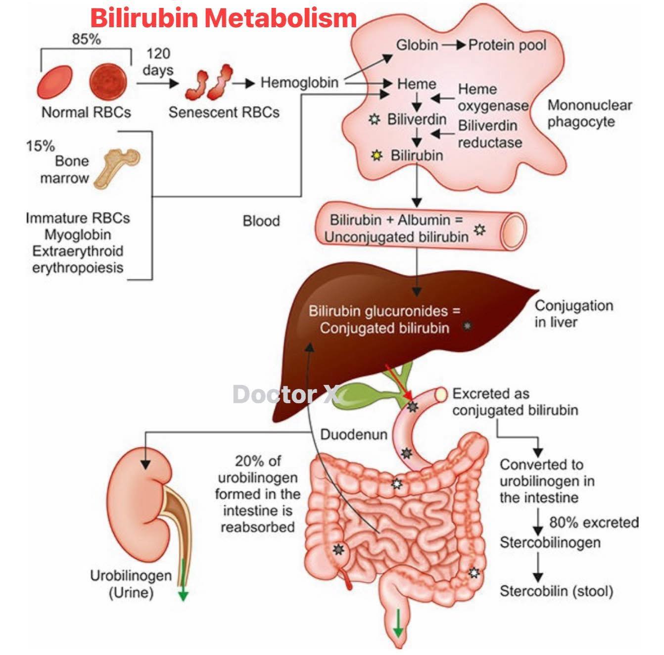 glutathione and bilirubin Refresher on metabolism ⚙️ Glutamic Acid and Glutamine Toners & Pads Size:0.4g x 10ea