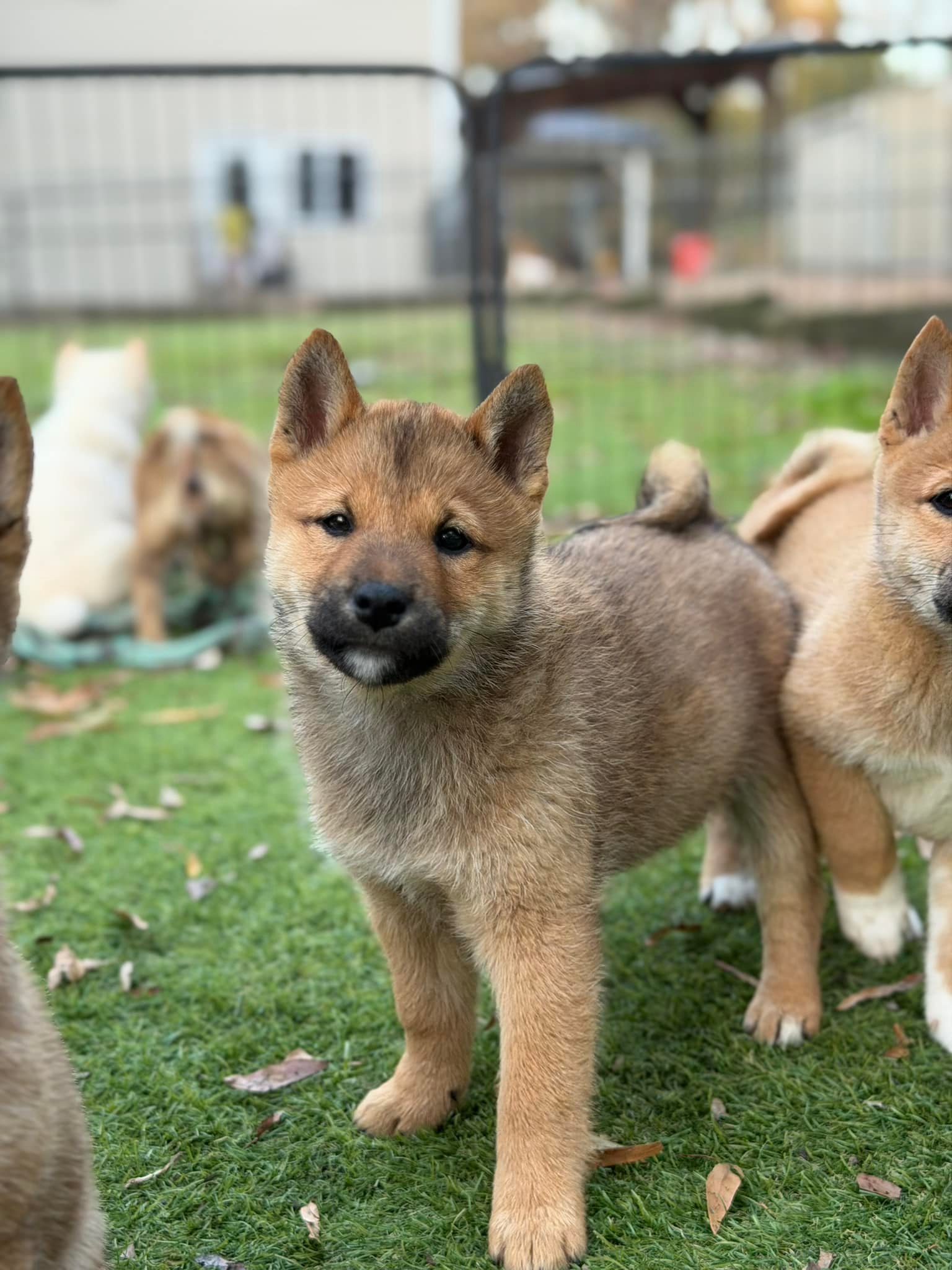 Rising STAR Family Dogs | Durham NC