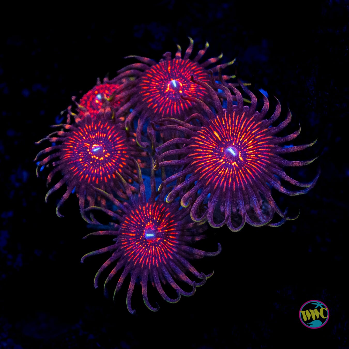HOT NEW ZOA ALERT* The ARC Nightcrawler Zoanthids are here and
