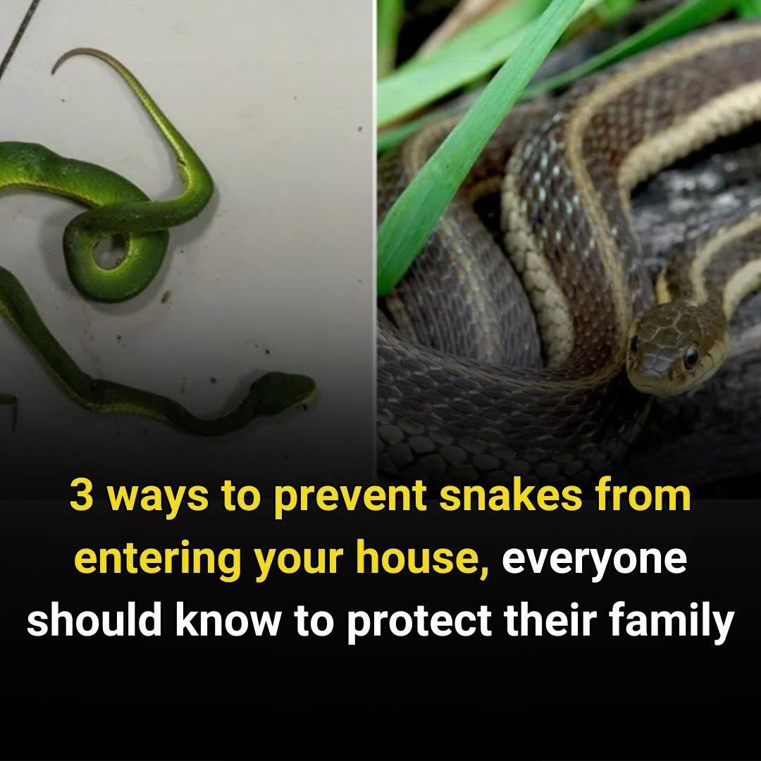 Video - To prevent snakes from entering your house, you can apply the ...