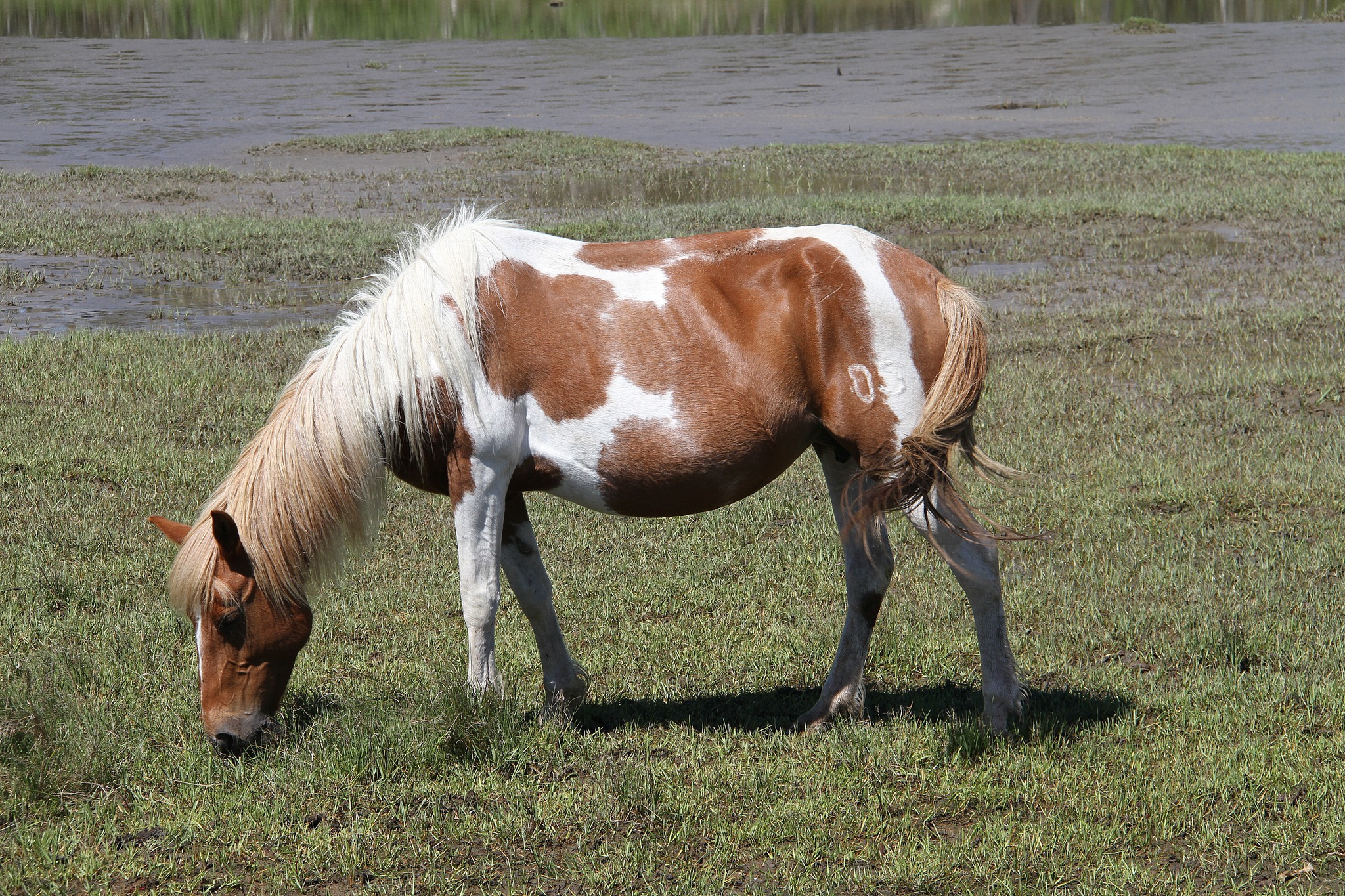Identifying... - Identifying Chincoteague Ponies Website