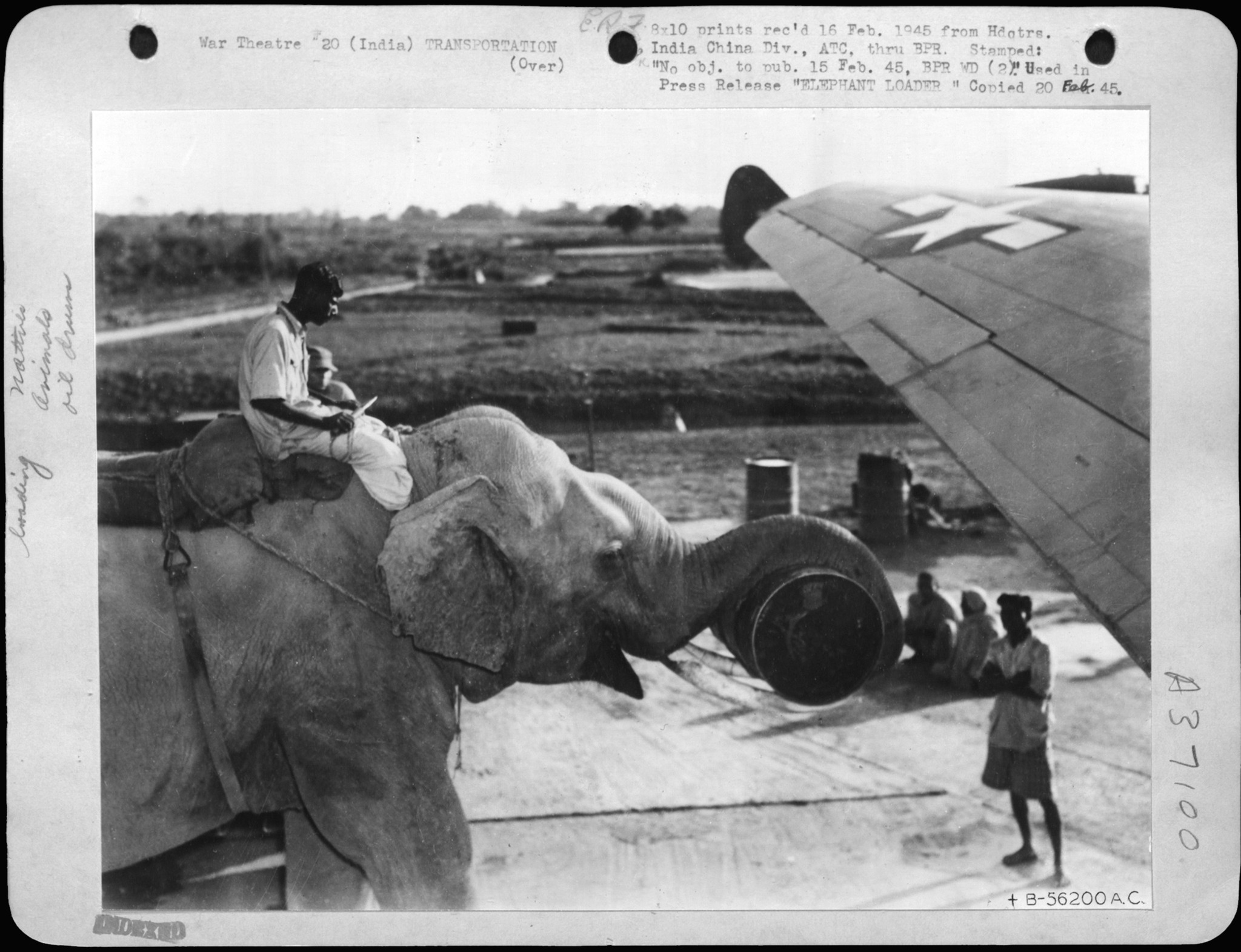 In mid-February 1945, these photos were taken of an elephant 