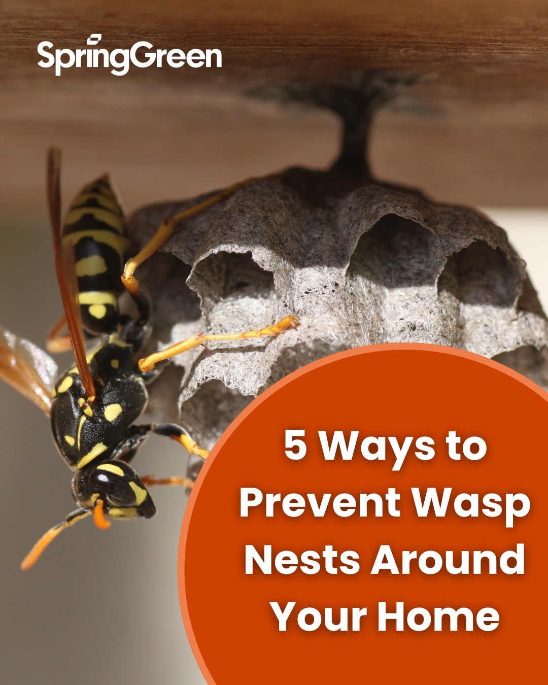 Spring - Springtime and warmer weather mean wasps may emerge! 🐝 Avoid ...