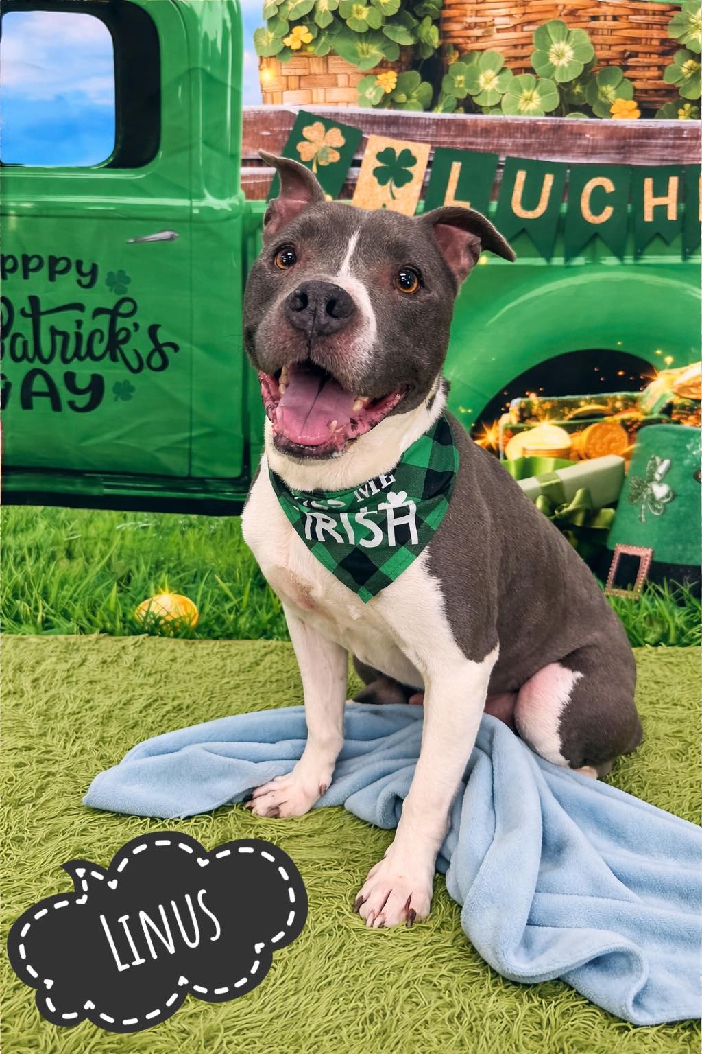 Meet Linus... - Genesee County Animal Shelter Dogs and Cats | Facebook