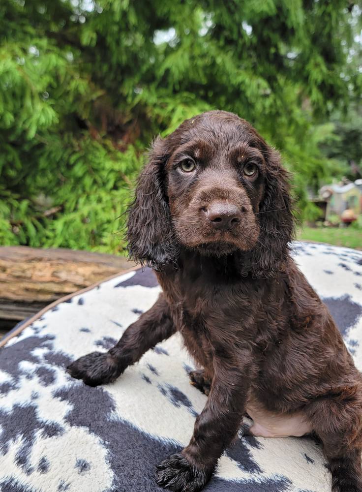 English Springer Spaniels of Stevens Creek | Clarks Hill SC