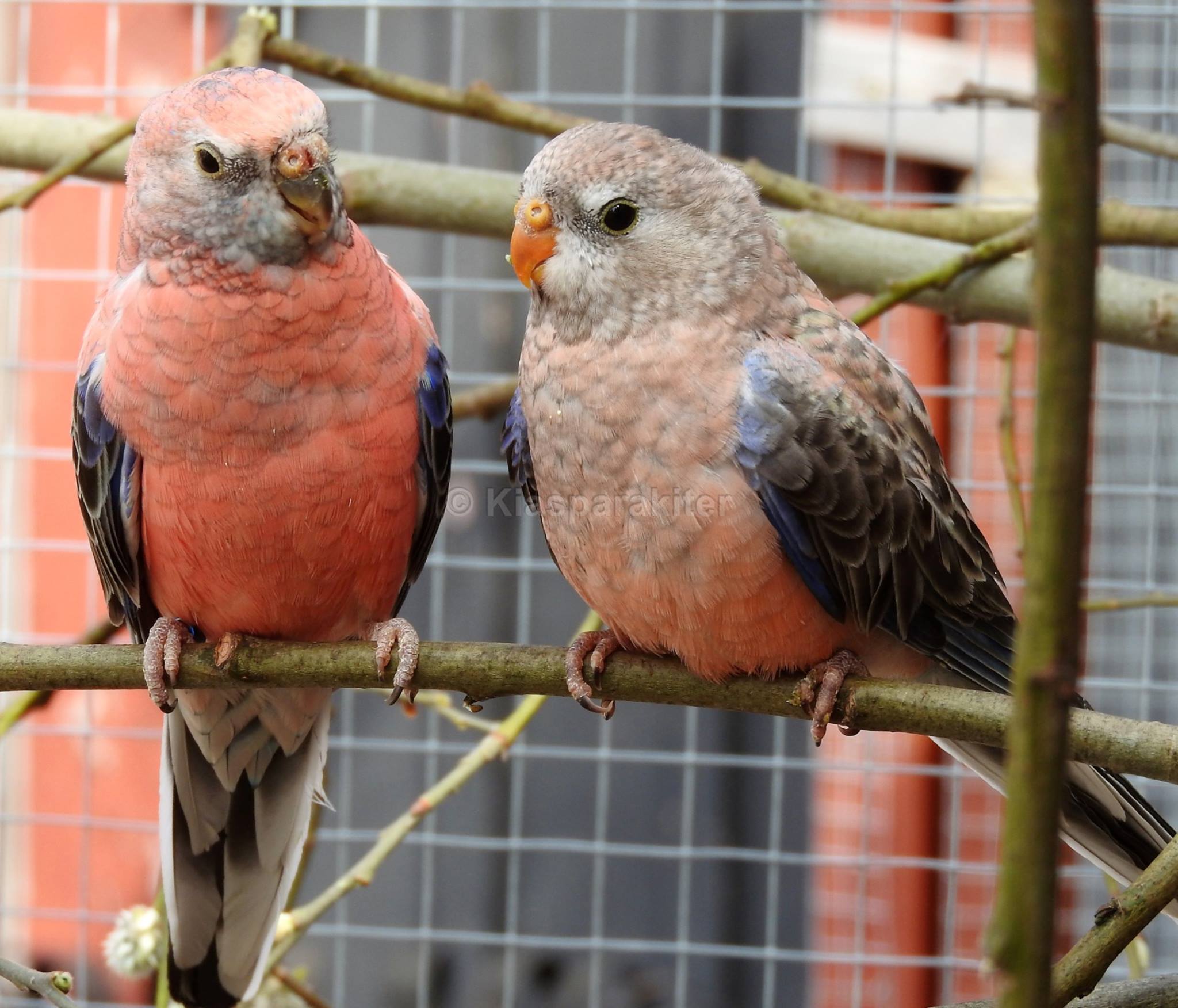 Beautiful & Cute 💗💛🤍🖤... - K&S Parrots, Parakeets Farm