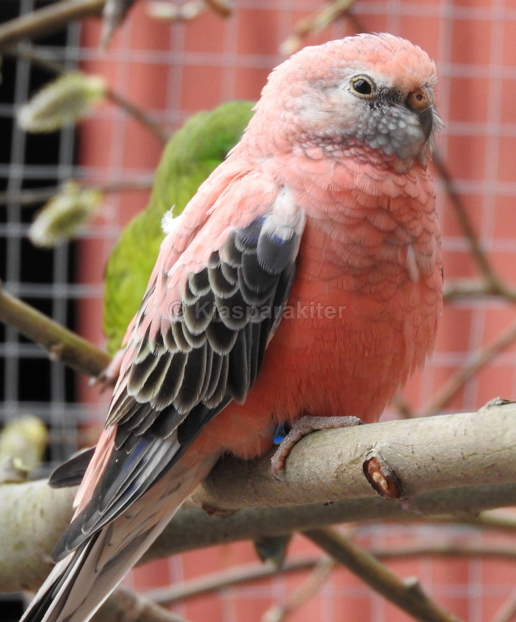 Beautiful & Cute 💗💛🤍🖤... - K&S Parrots, Parakeets Farm