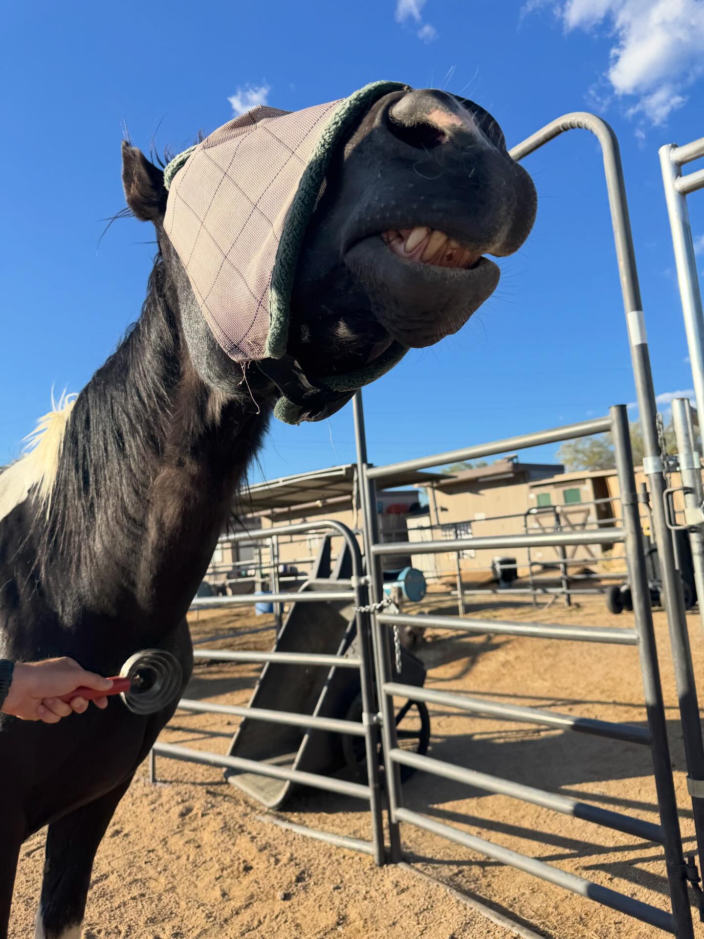 Triple R Horse Rescue added a new... - Triple R Horse Rescue