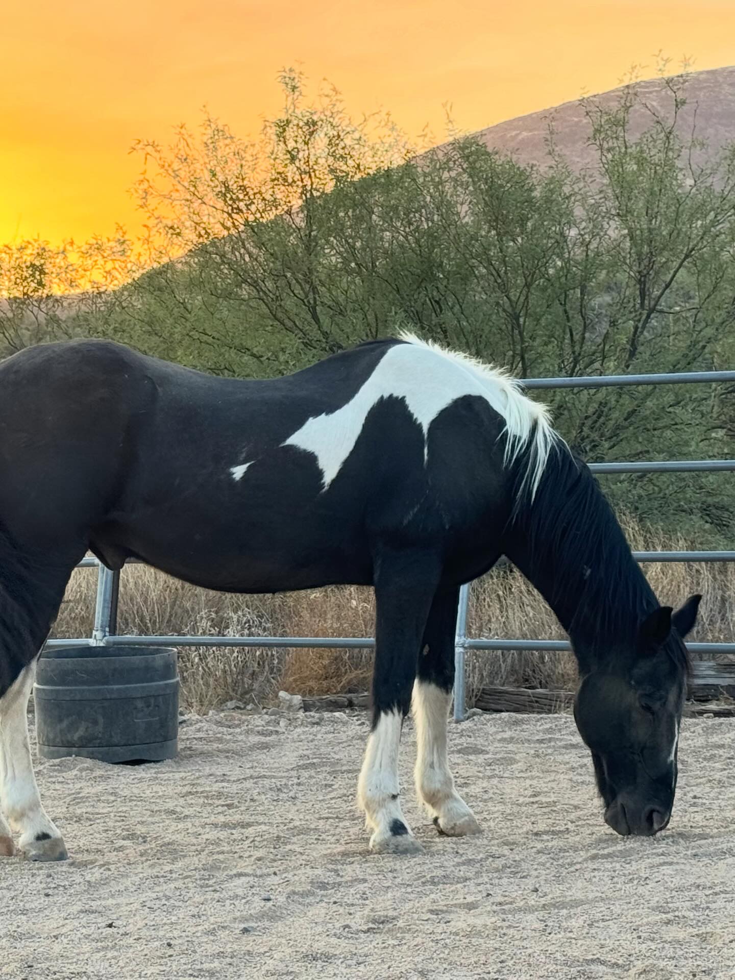 Triple R Horse Rescue added a new... - Triple R Horse Rescue