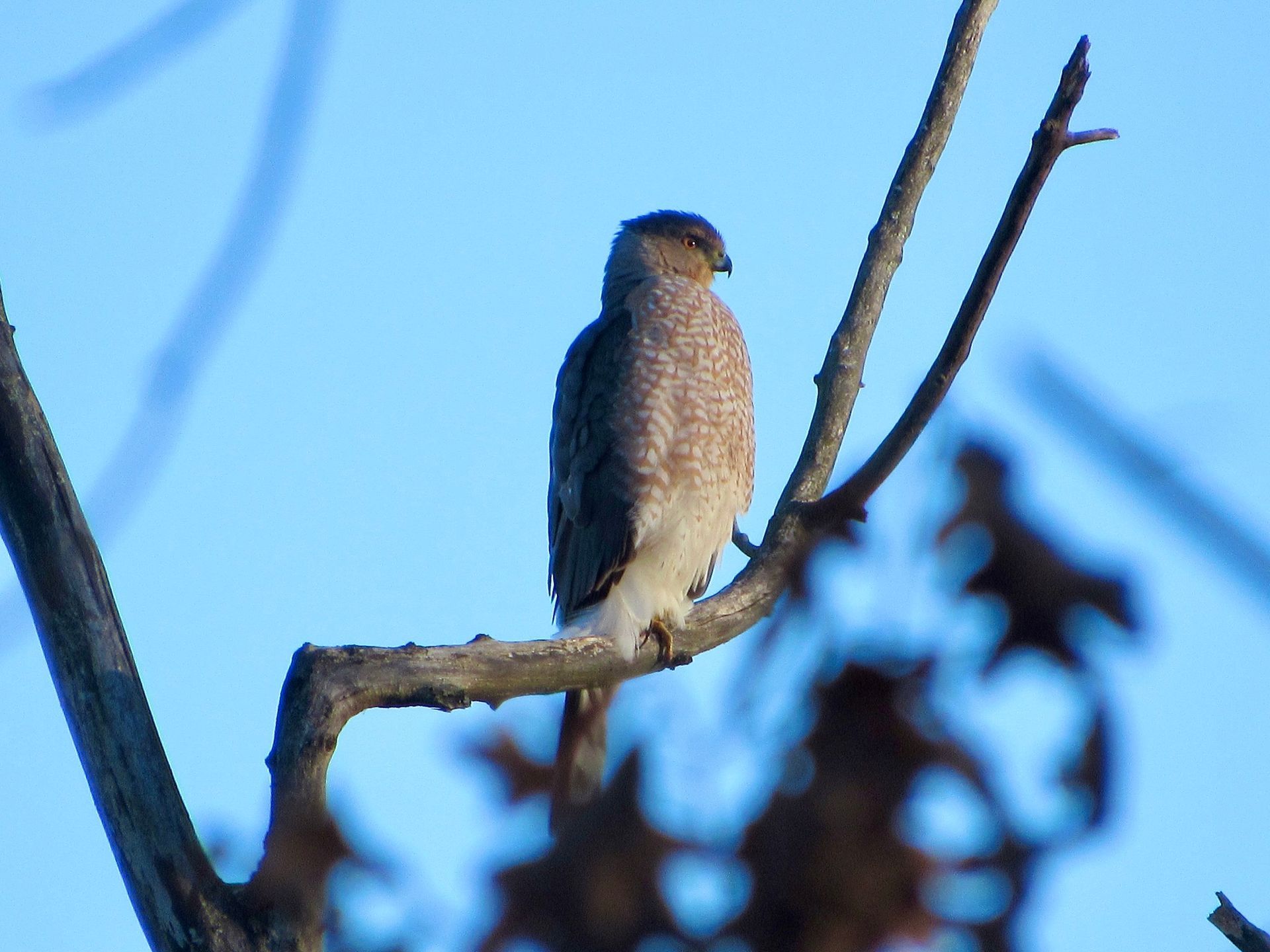 Cleveland - Coopers hawks are year‑round residents of Northeast Ohio ...