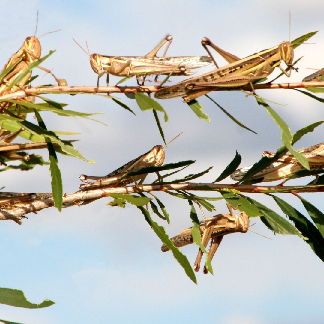 Banana - 🌾 Protecting your crops from locusts? Here’s what you need to ...