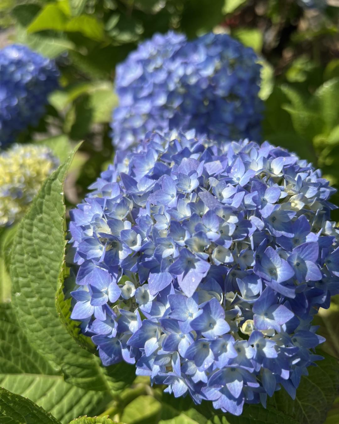 Hydrangea Haven continues...... - Kennedy's Country Gardens | Facebook