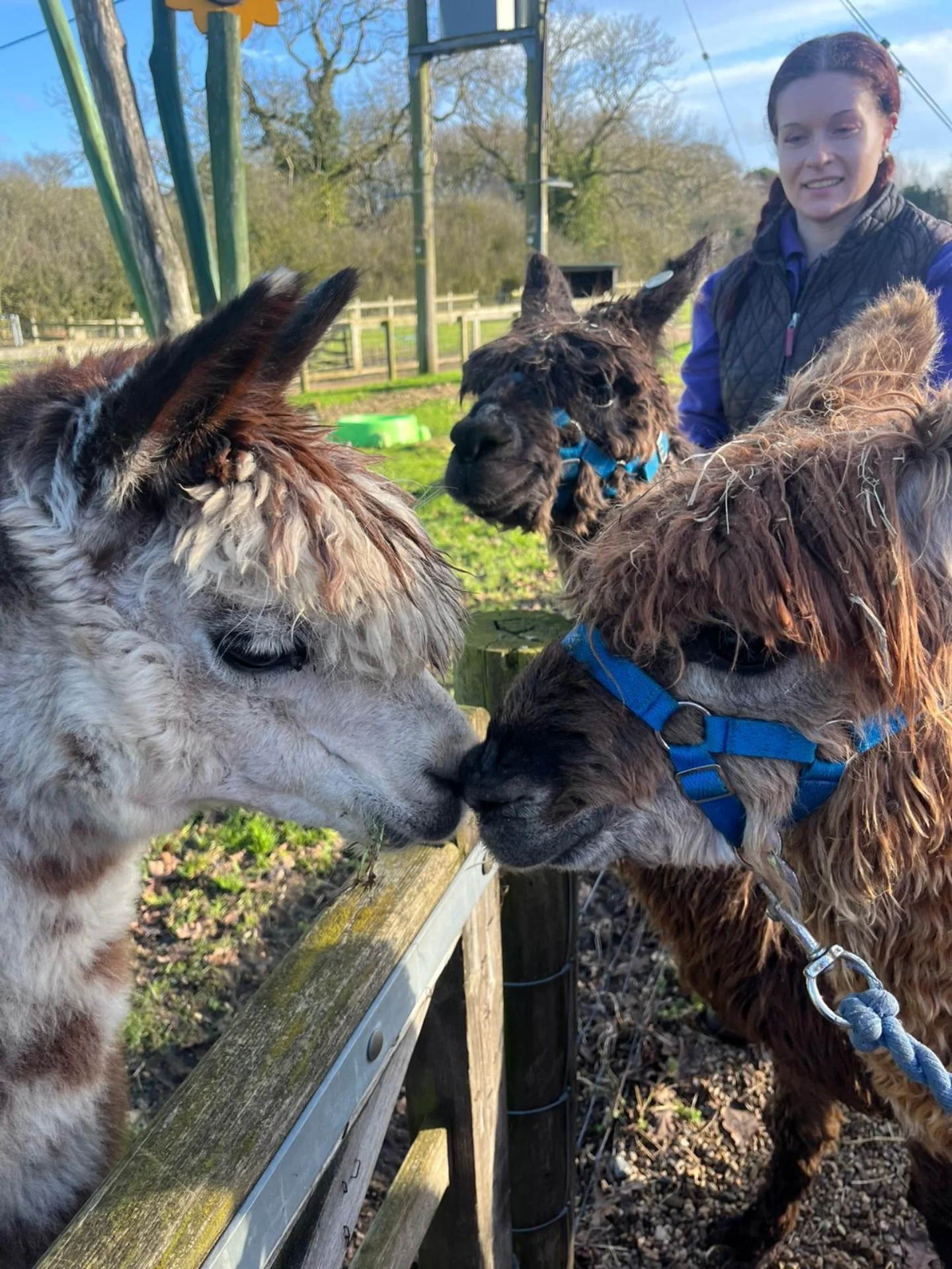 Wroxham Barns - 🦙 Meet our newest alpacas! 🦙 Meet... | Facebook